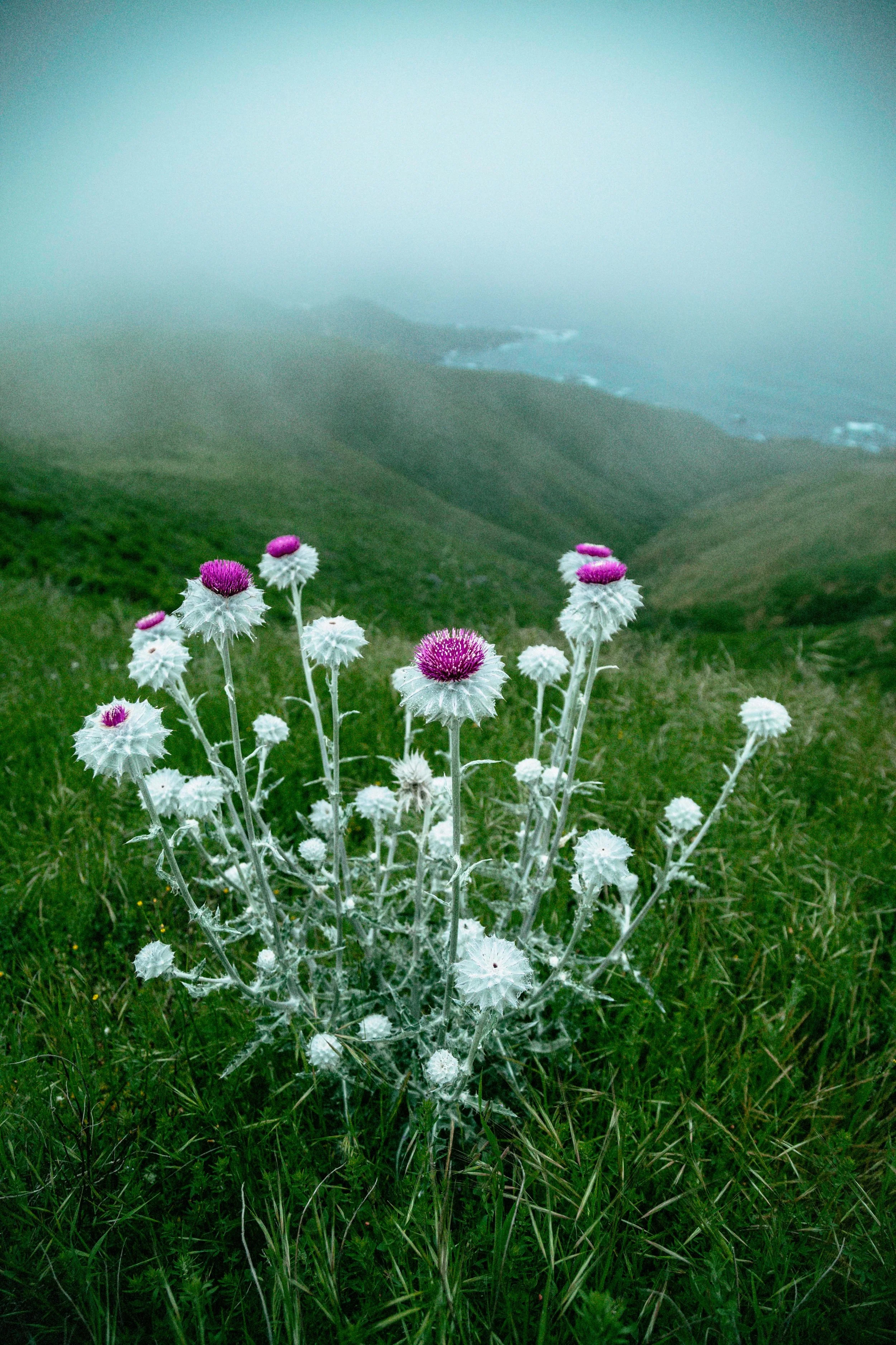 Big Sur0160.jpg