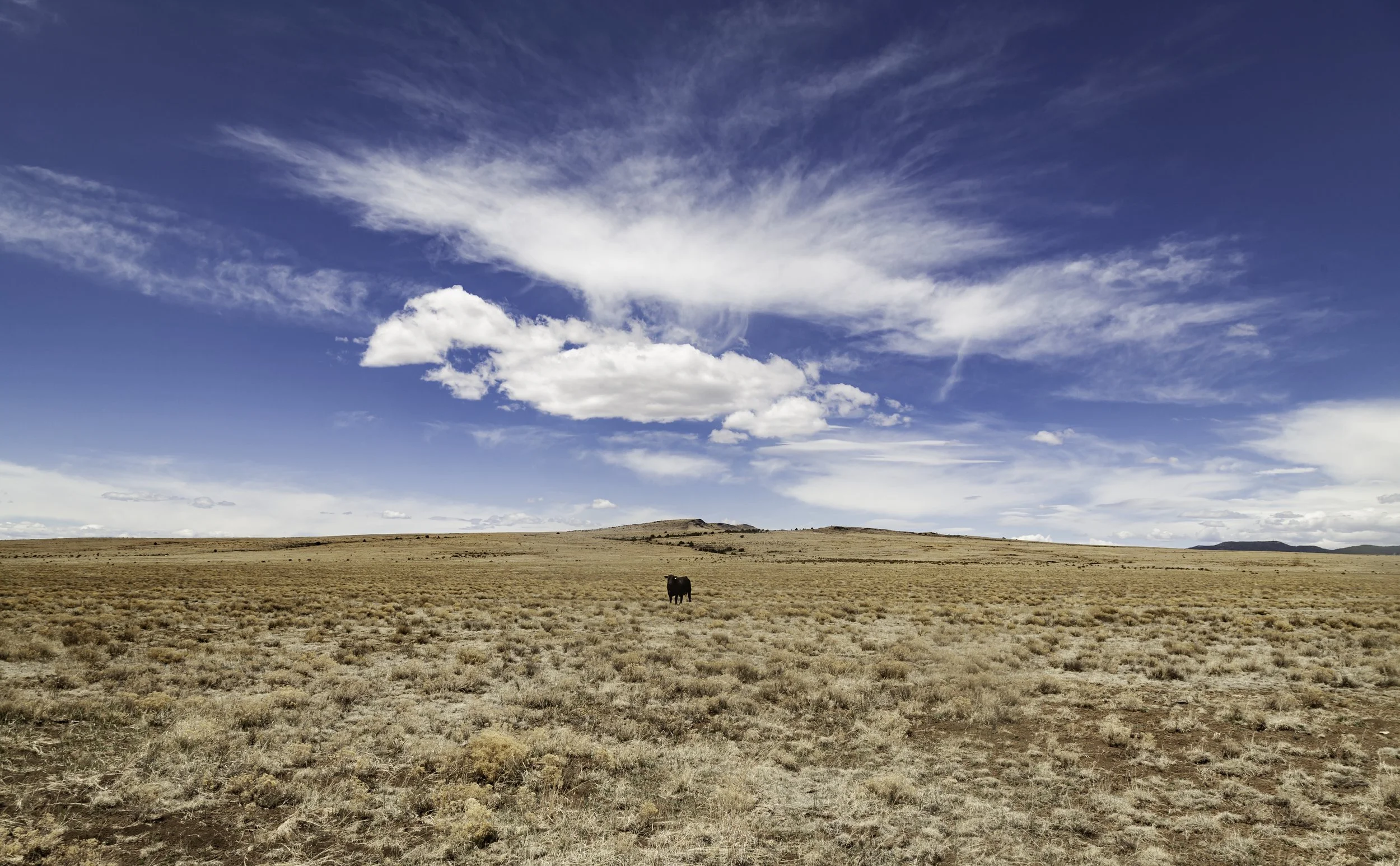 Lonely Cow-2 copy.jpeg
