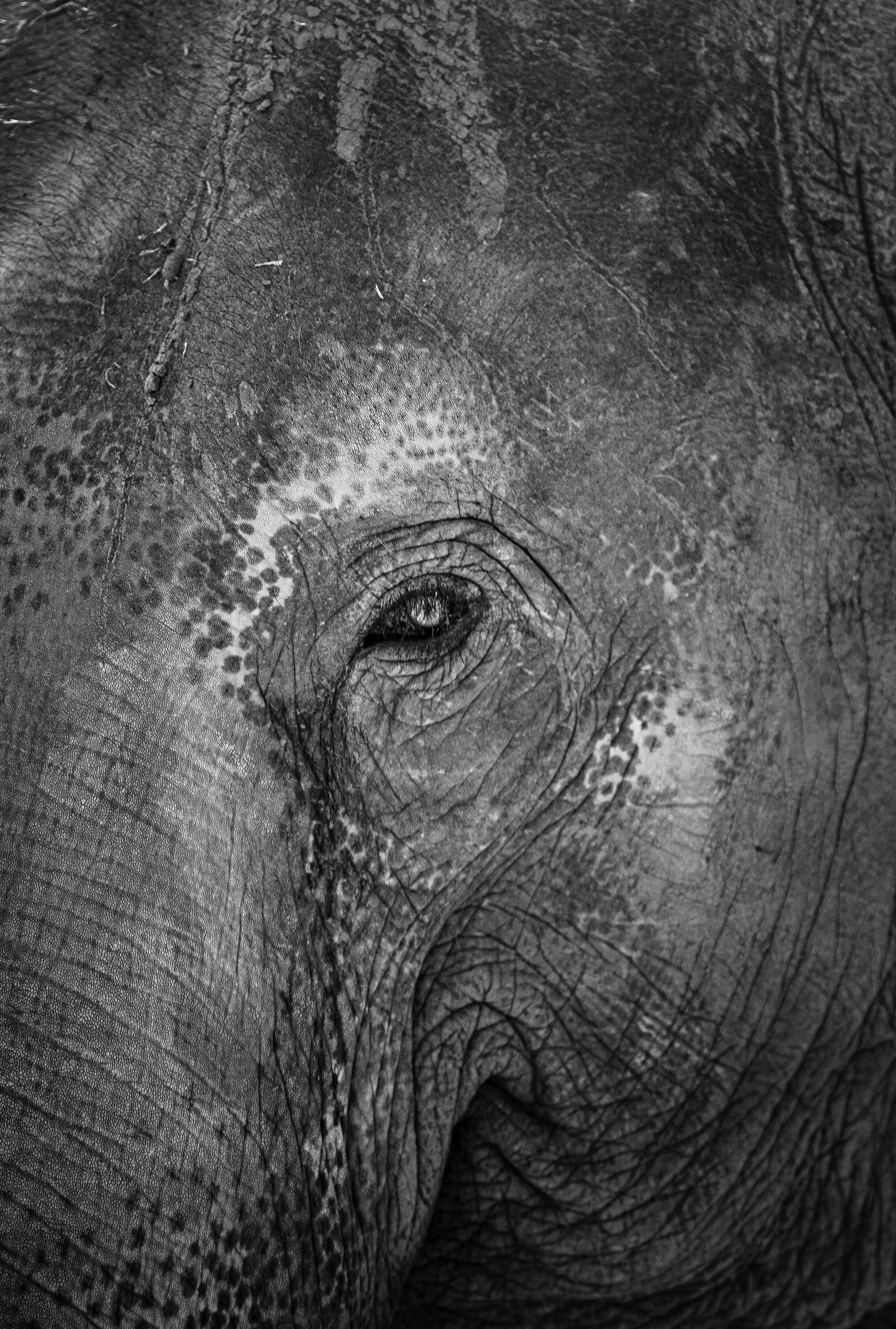 Elephant Eye-3.jpeg