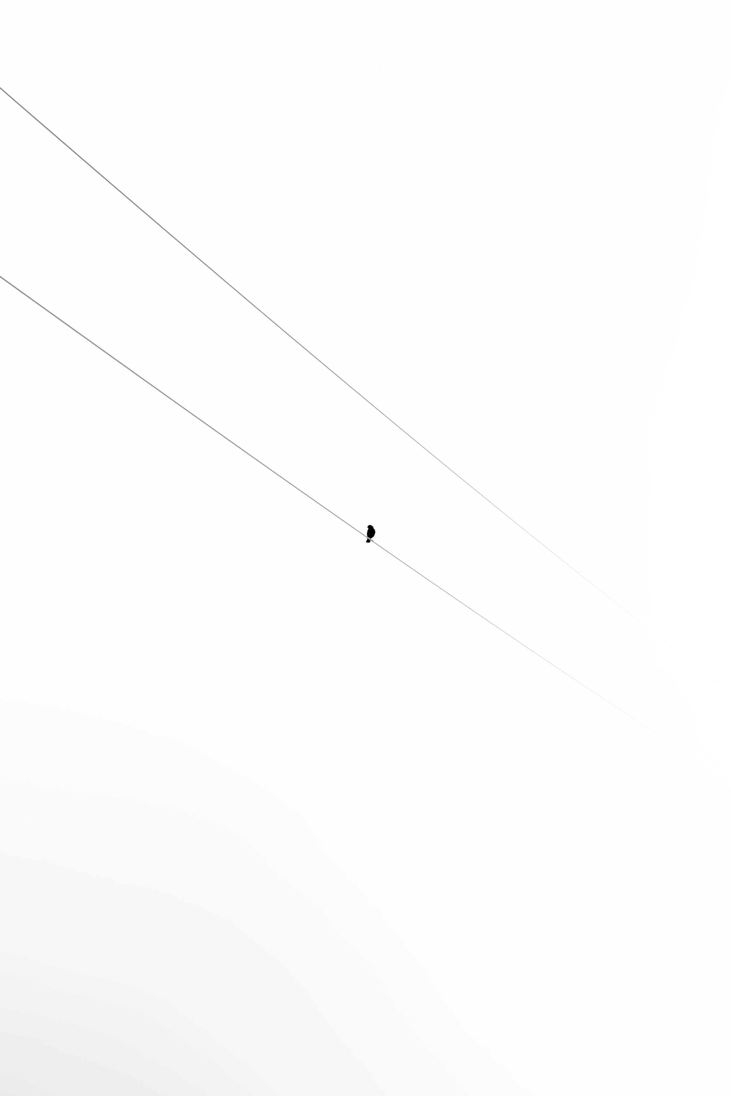 Bird on a Wire.jpeg