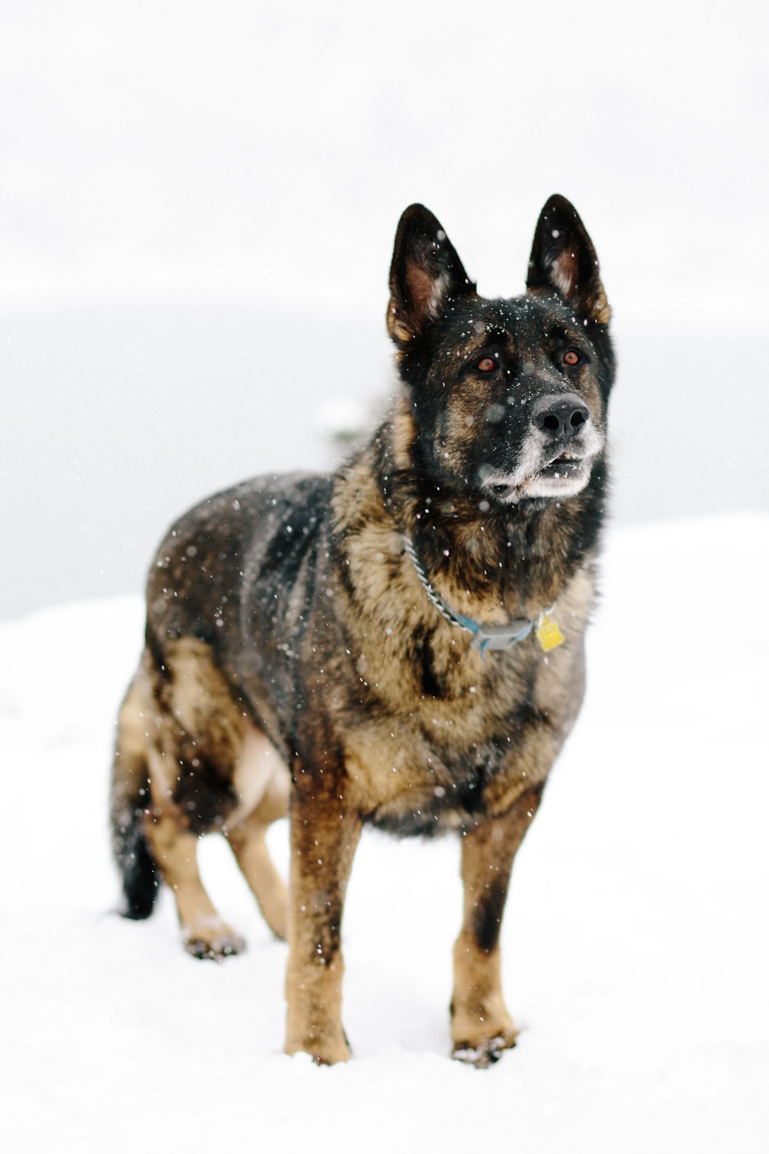 pupsinsnow012417-107.jpg