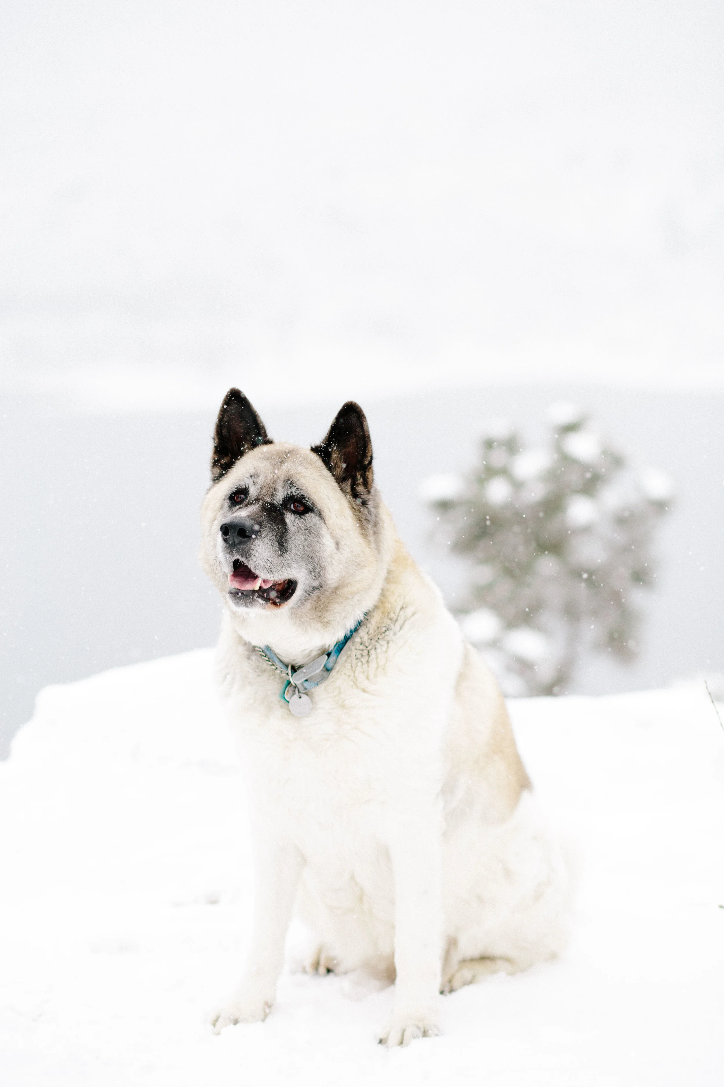 pupsinsnow012417-116.jpg