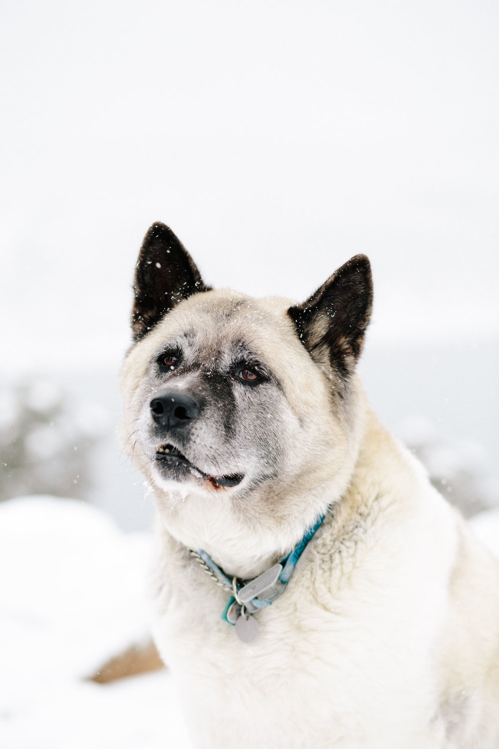 pupsinsnow012417-117.jpg