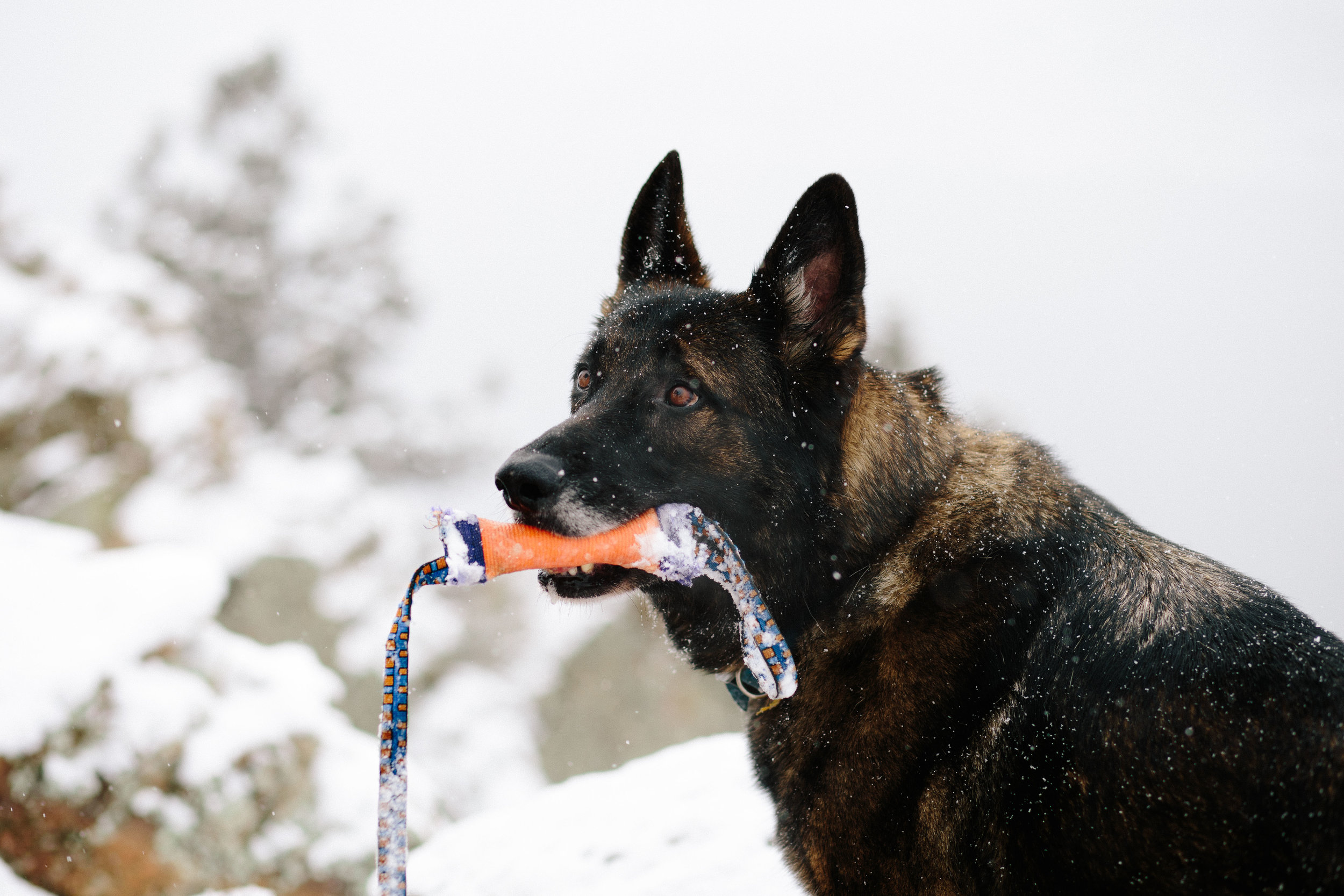 pupsinsnow012417-122.jpg