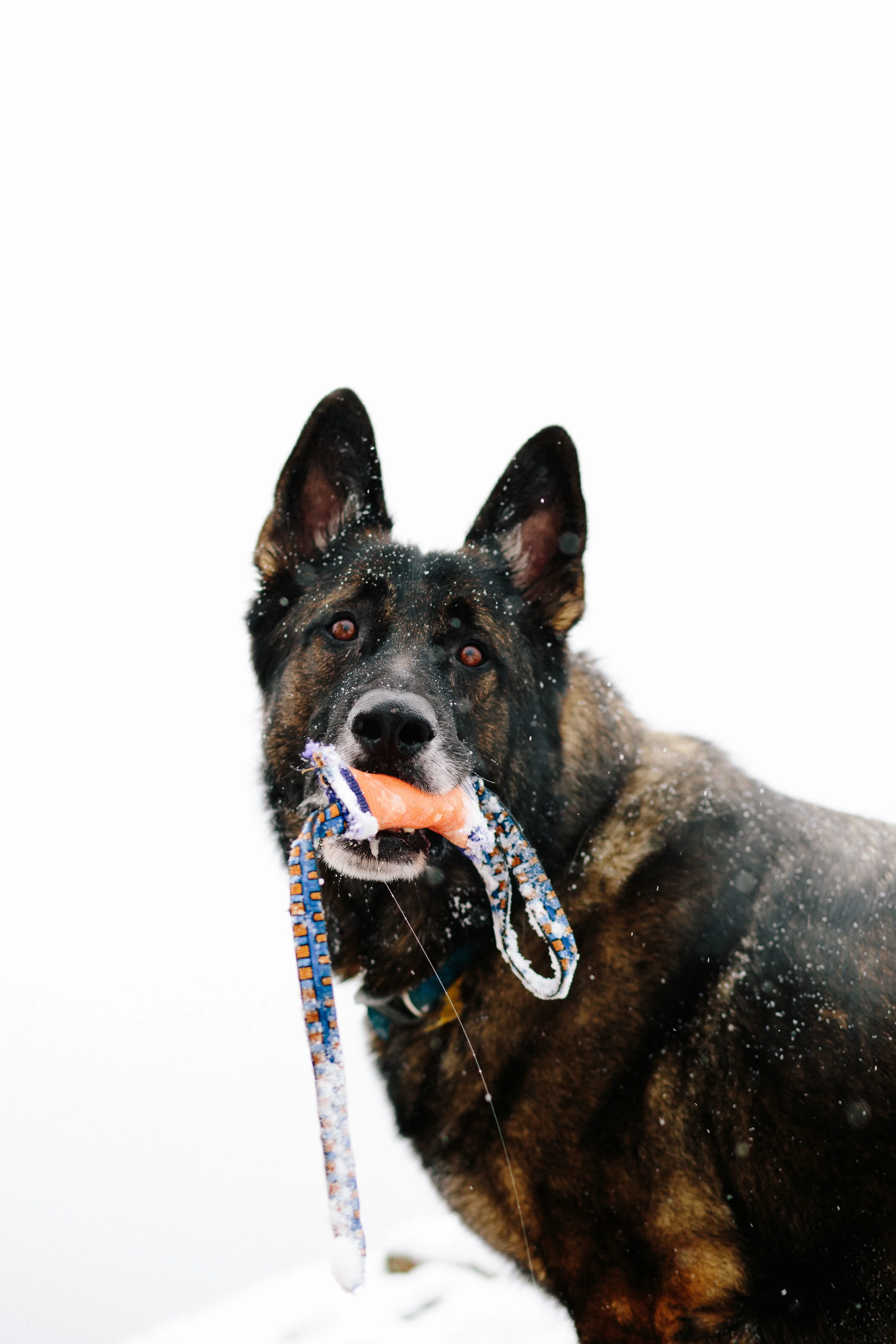 pupsinsnow012417-124.jpg