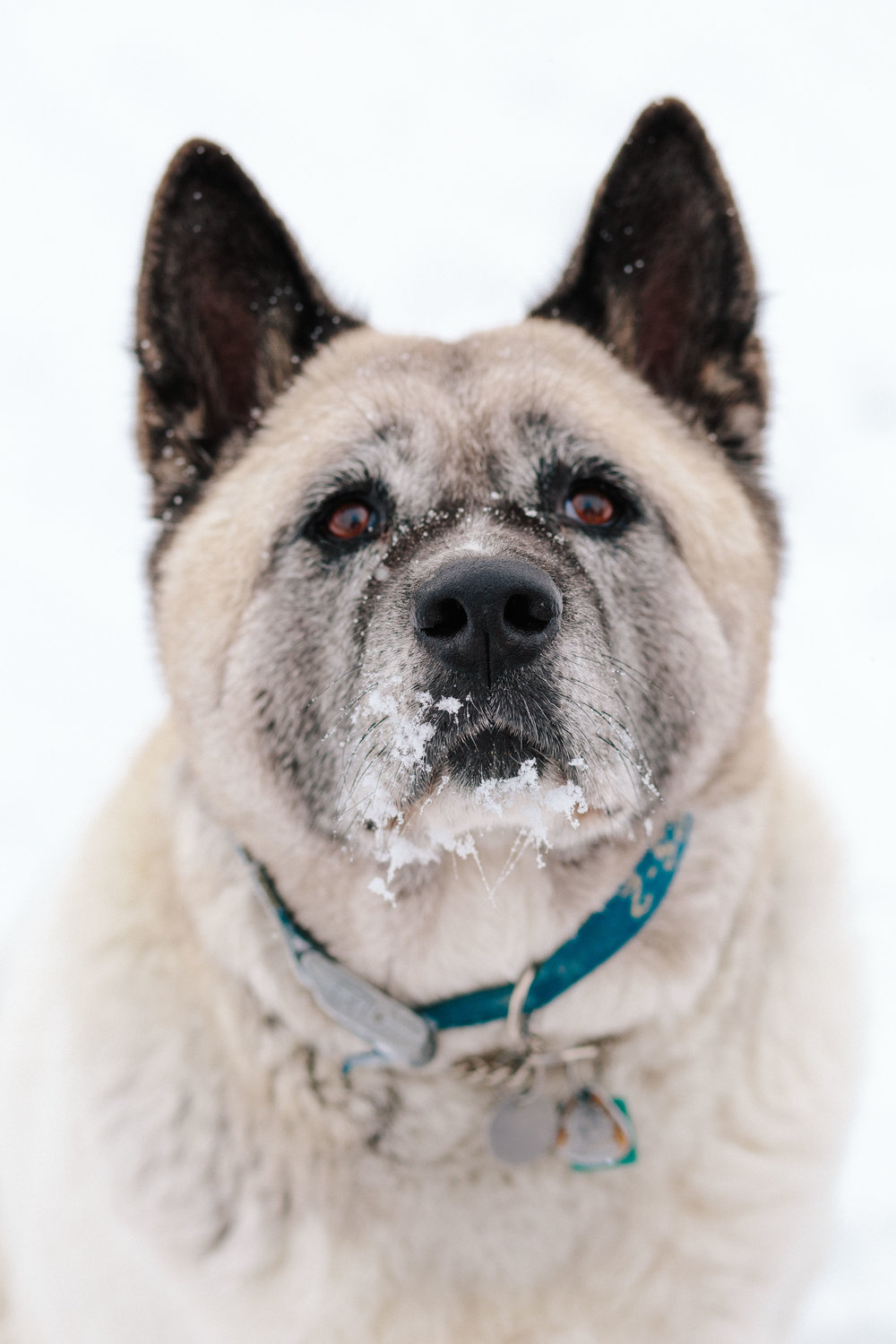 pupsinsnow012417-195.jpg