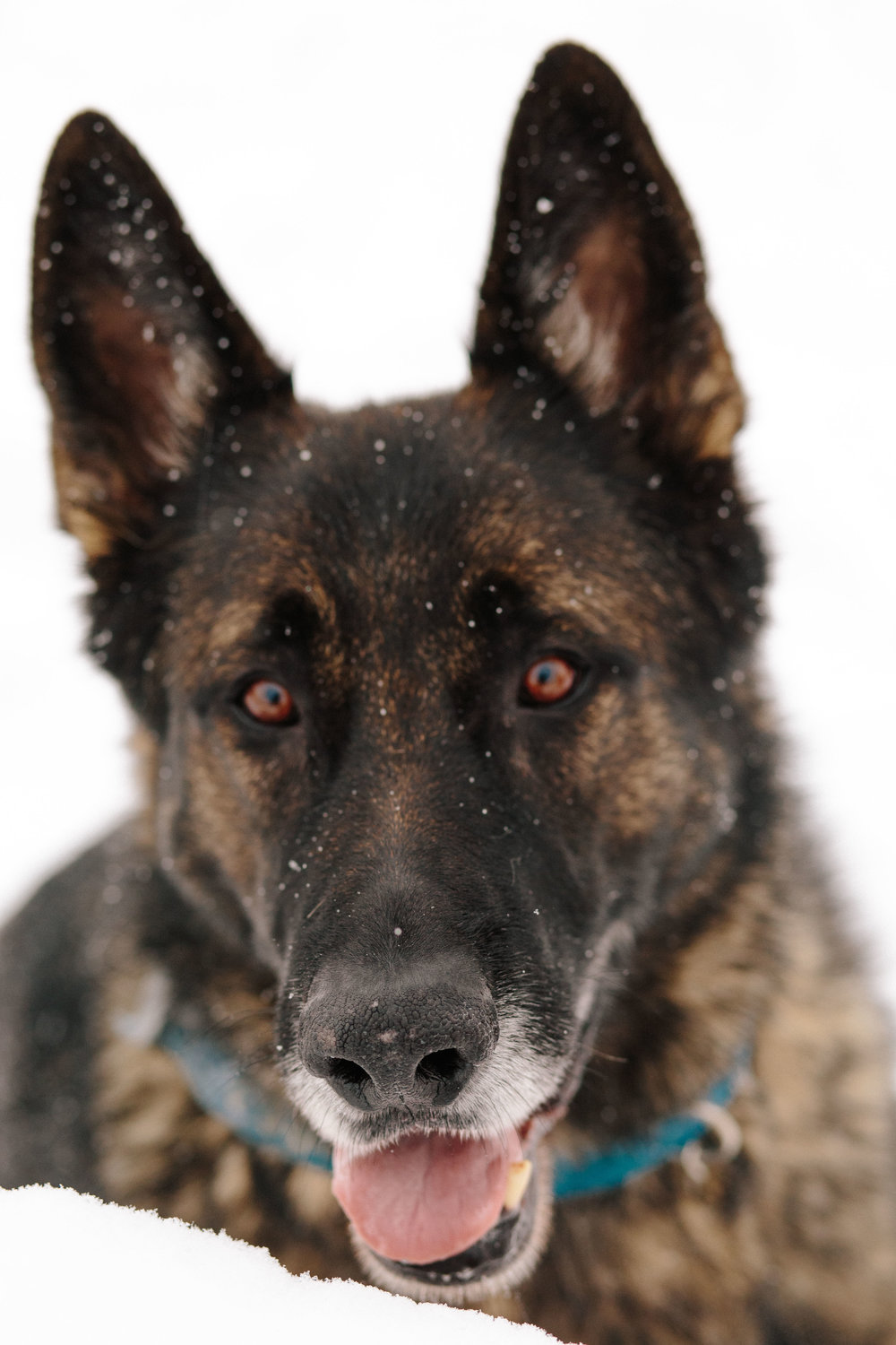 pupsinsnow012417-198.jpg