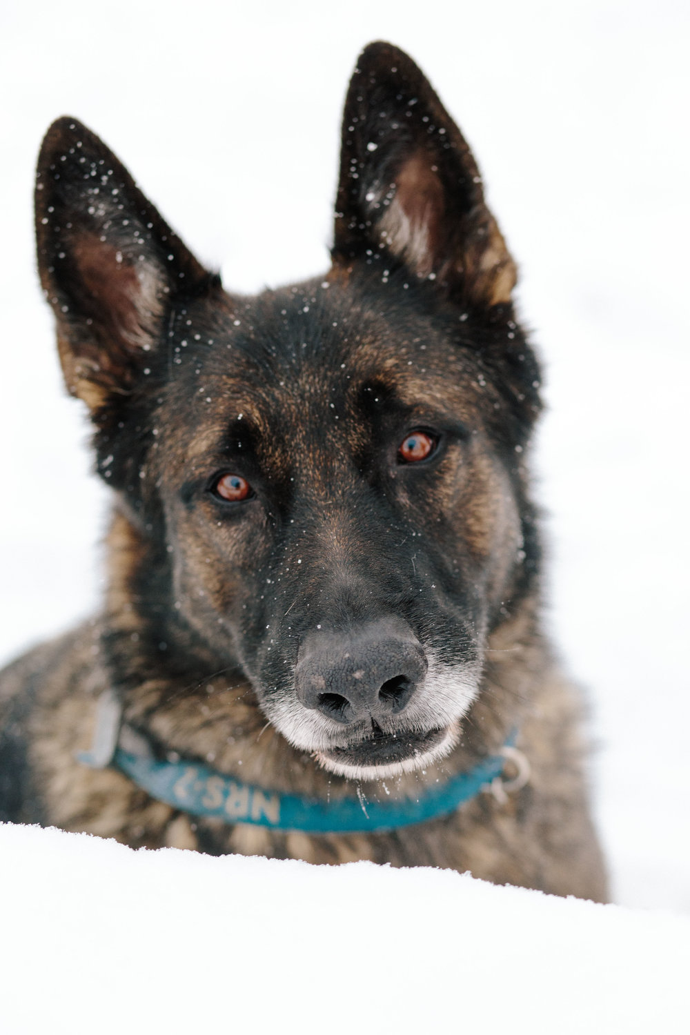 pupsinsnow012417-199.jpg