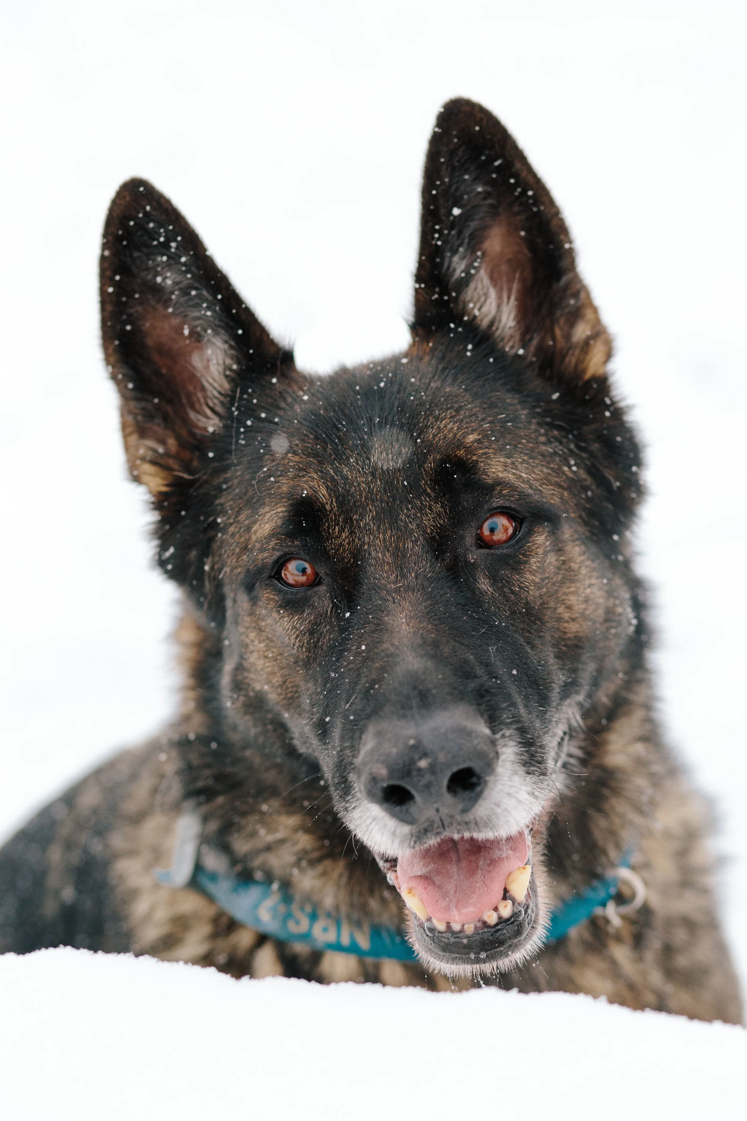 pupsinsnow012417-200.jpg