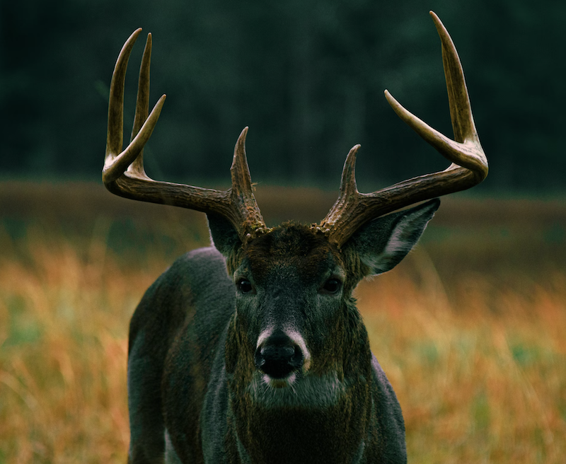 Forest of Antlers Outfitters Wisconsin Review