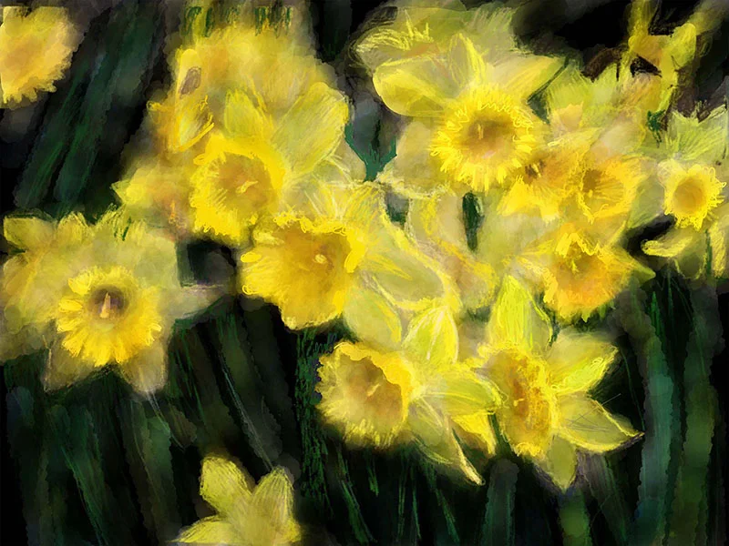 Daffodils