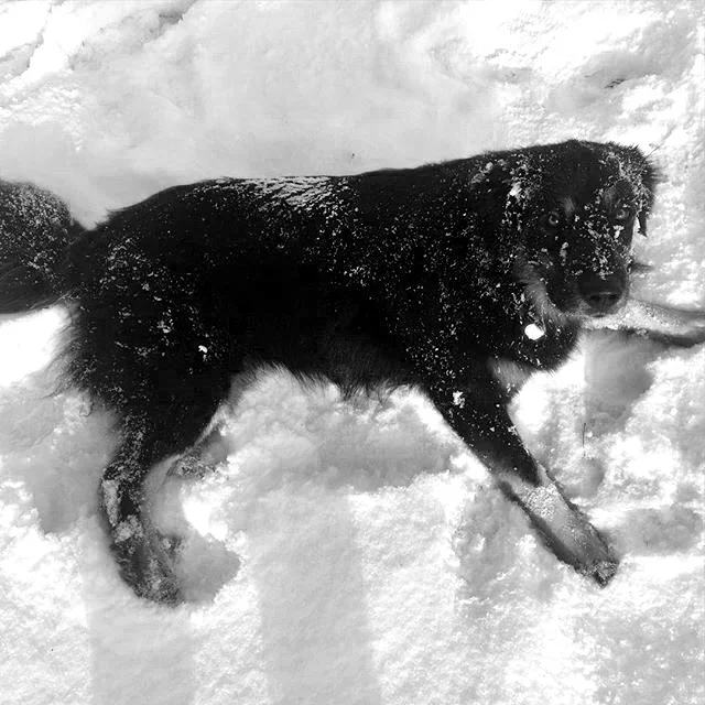 jessie_the_dog_BW_web.jpg
