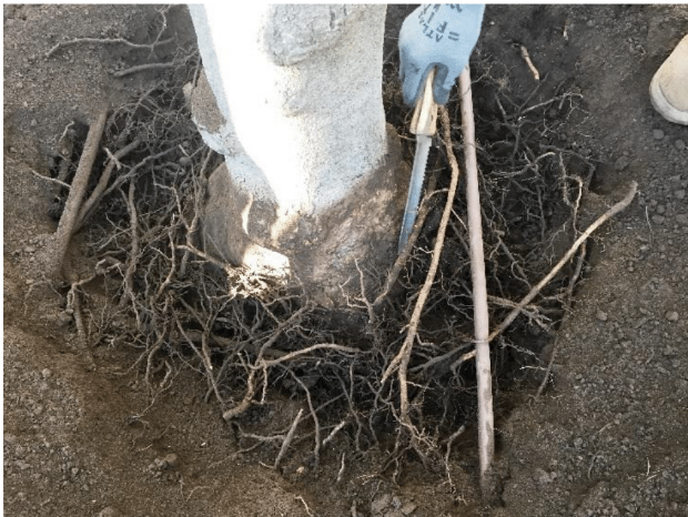 Root Care.png