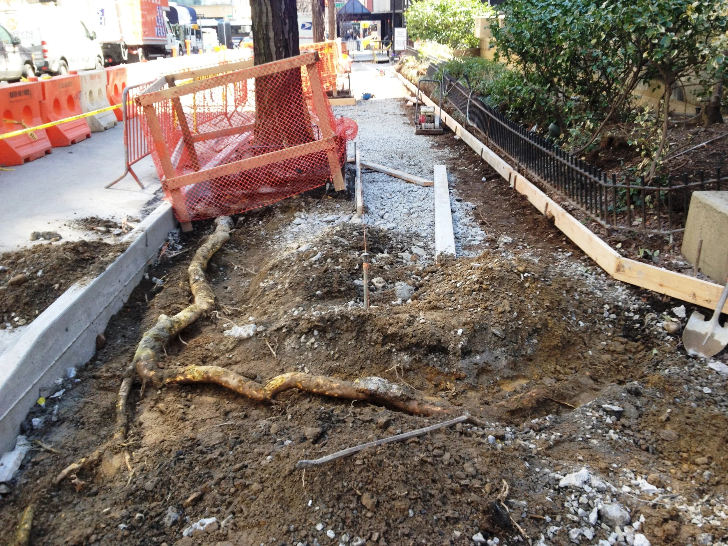 Tree protection - Big Root Under Sidewalk GT Heading for shrub bed.jpg