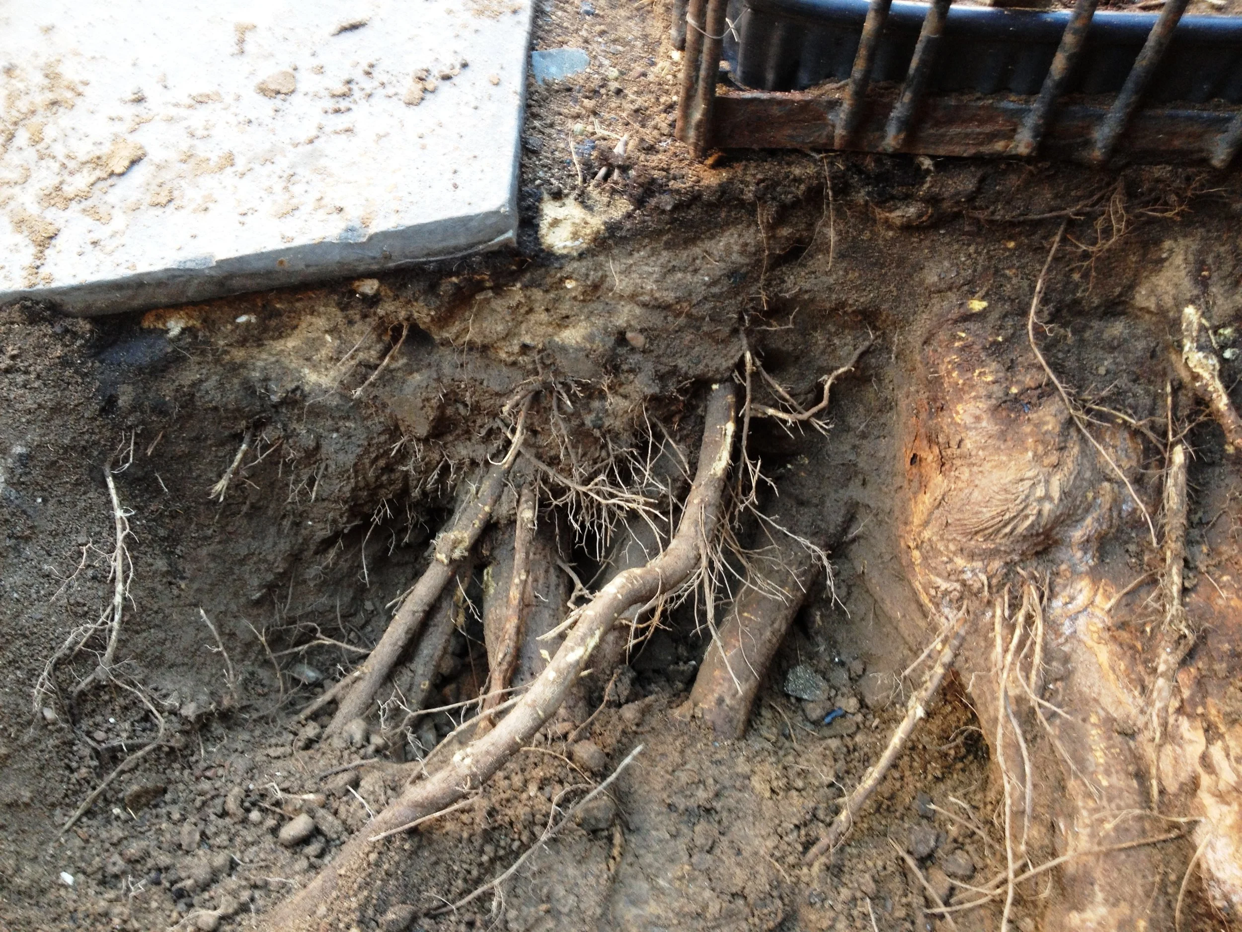Root crown investigation.jpg