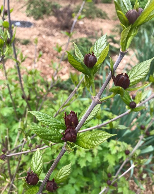 Calycanthus