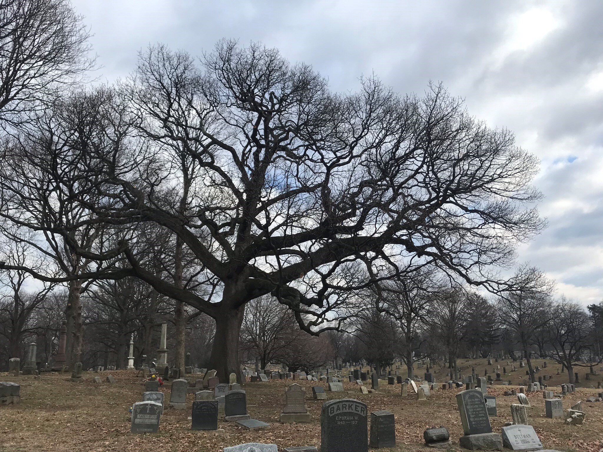 Great Black Oak, Evergreens Cemetery in BK