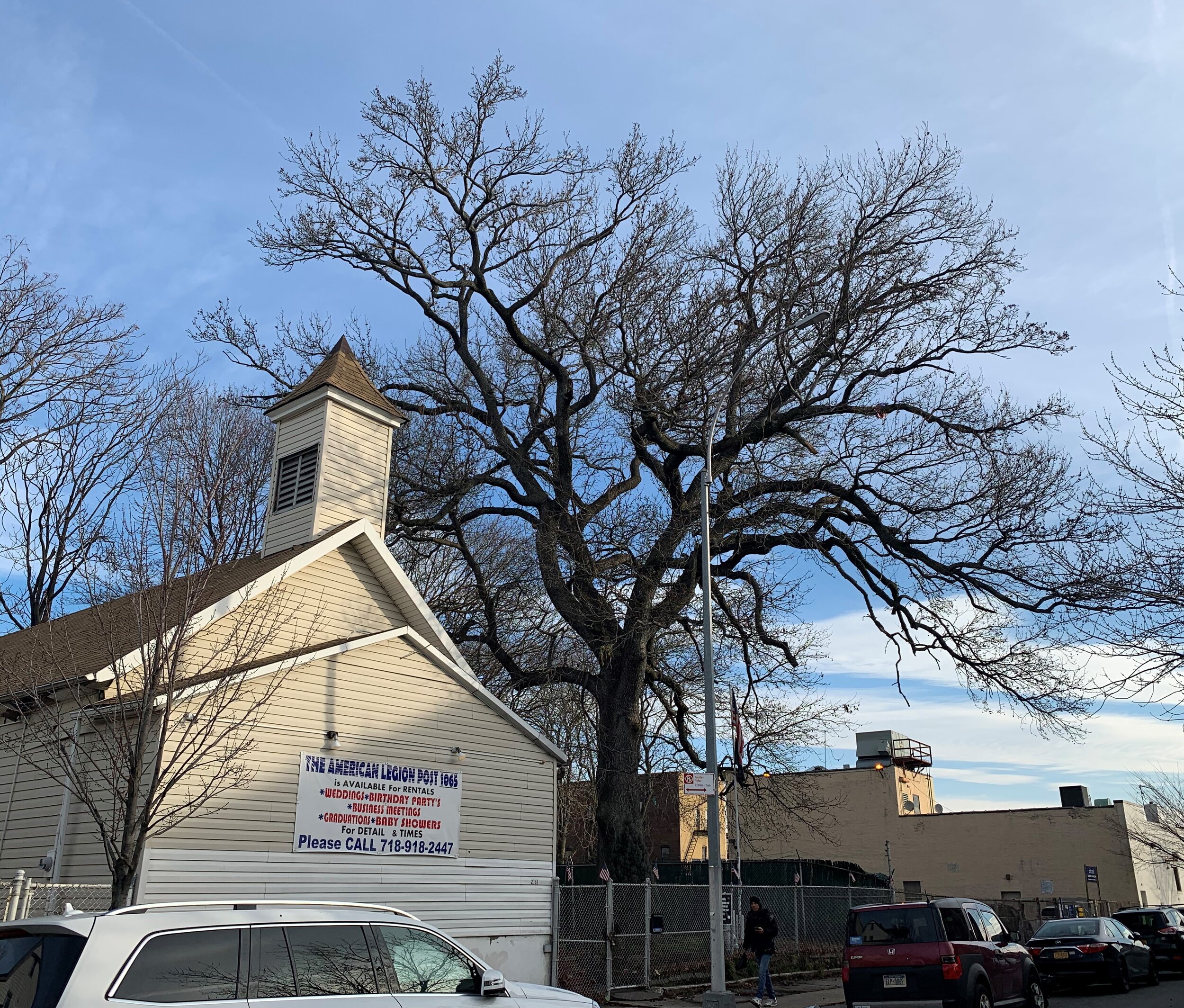 A great sweetgum, Bronx