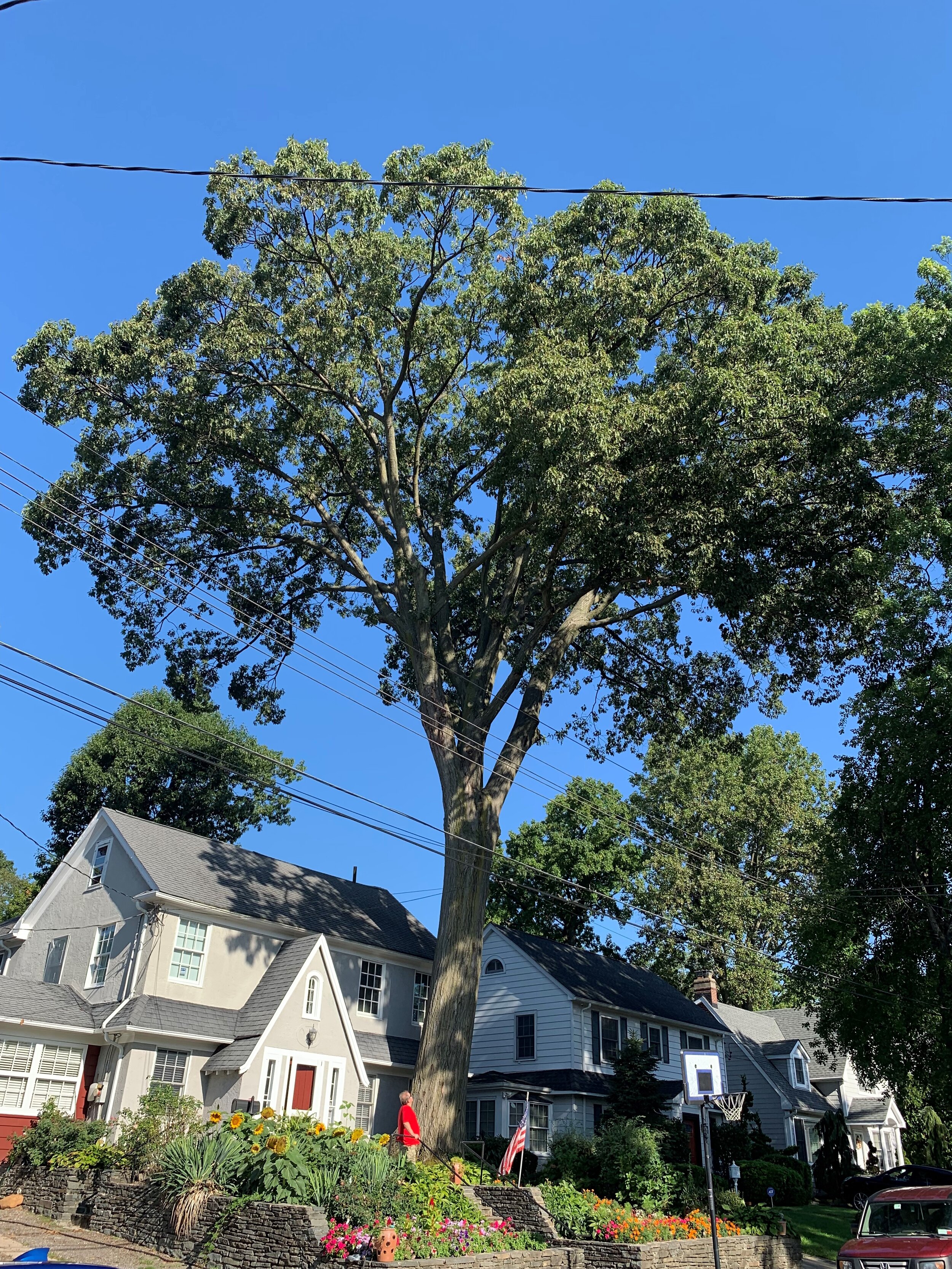 Amazing red oak, Queens front yard