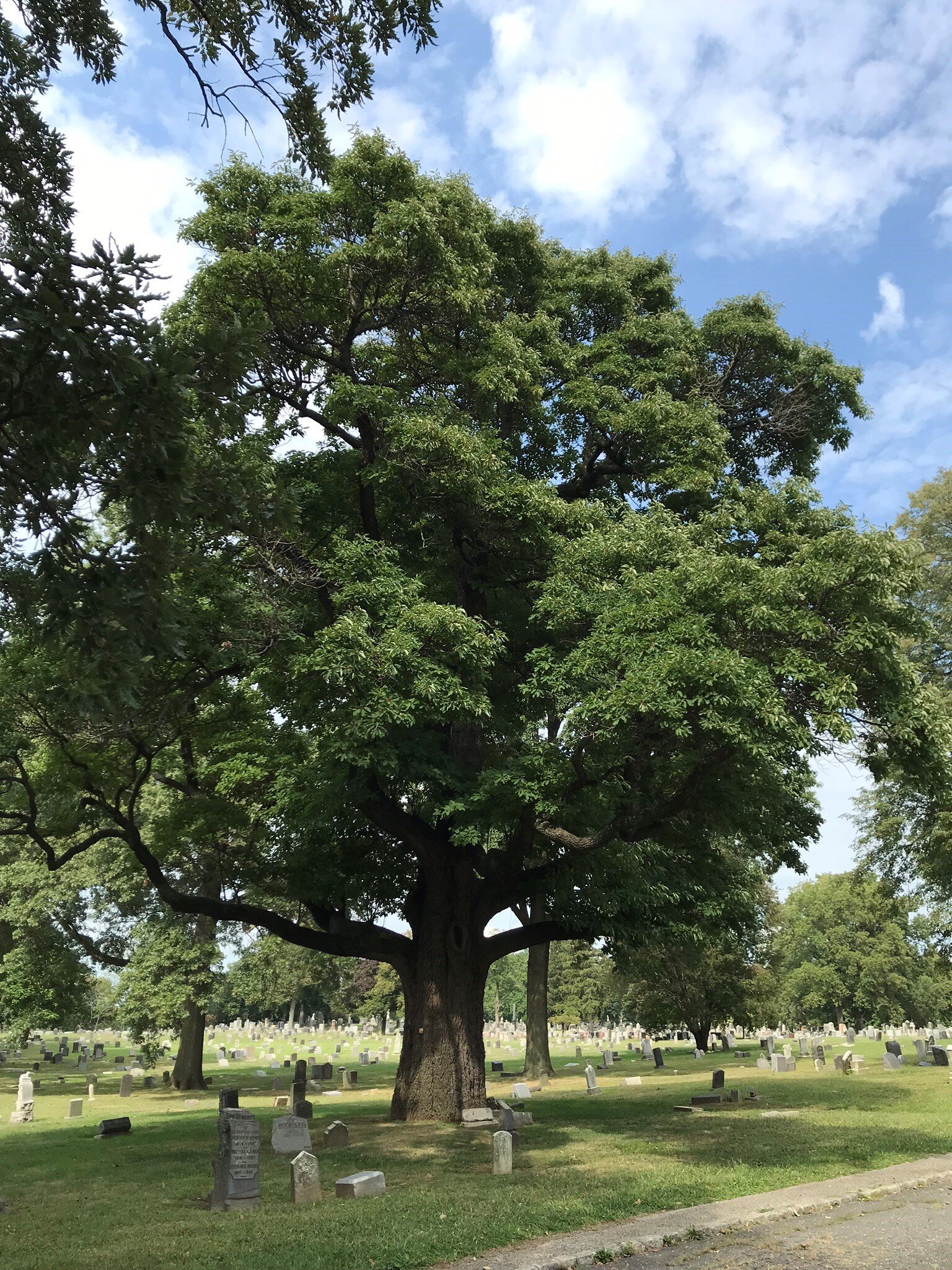 Diana's favorite sassafras, Evergreens Cemetery, BK