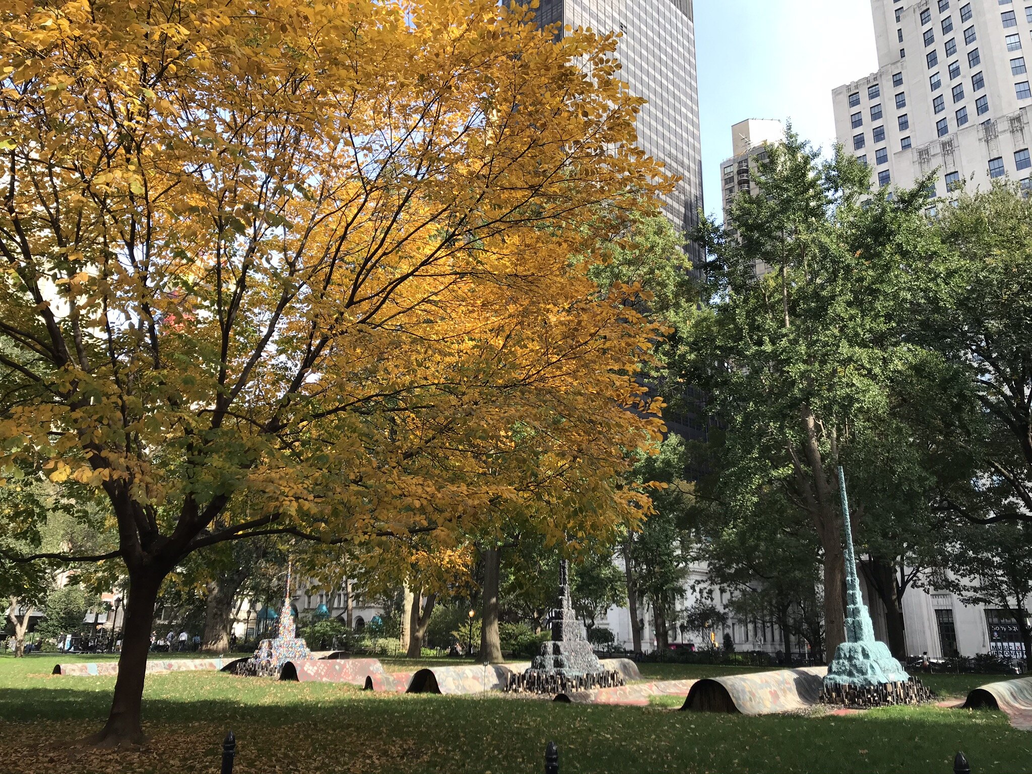 Fall color, yellowwood we planted, Madison Square Park