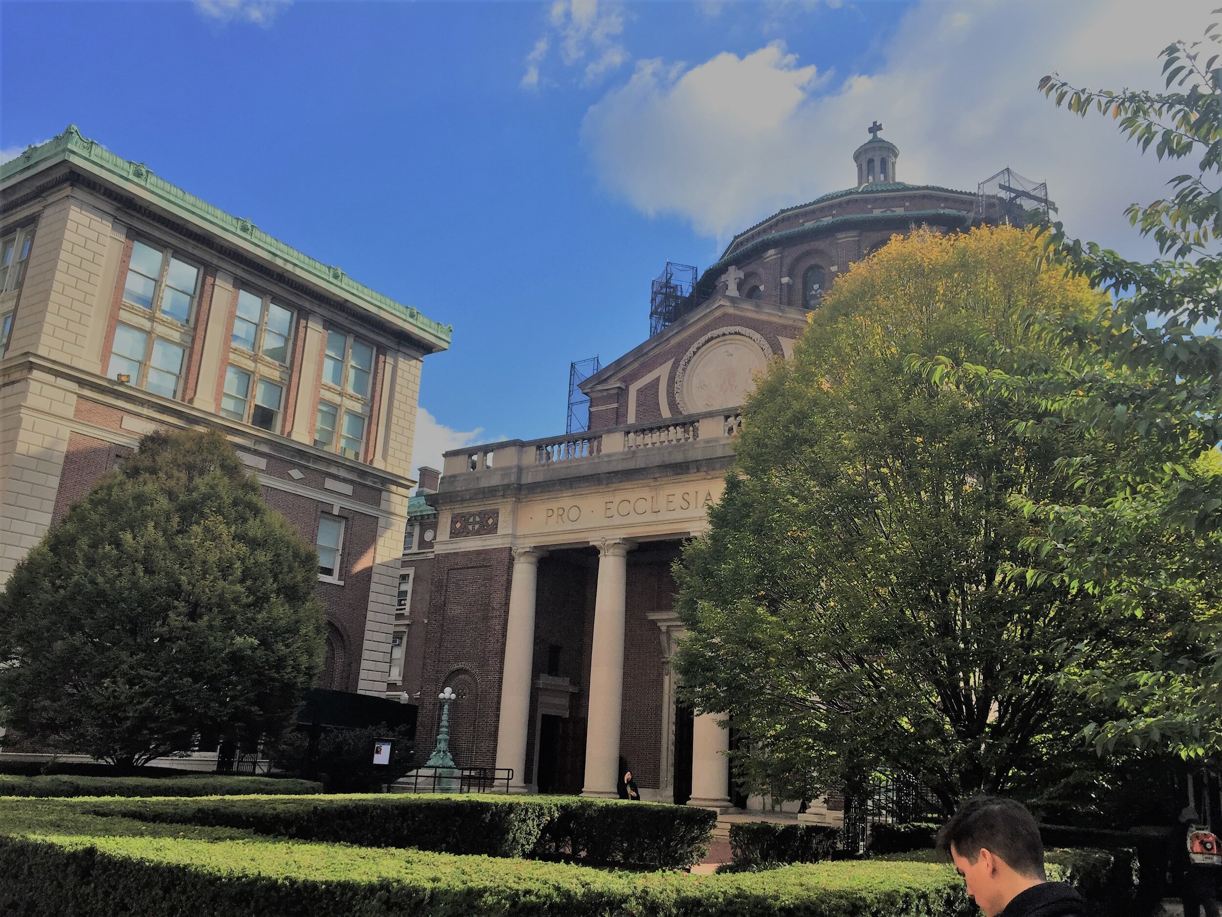 Euro Hornbeams we planted @ Columbia University