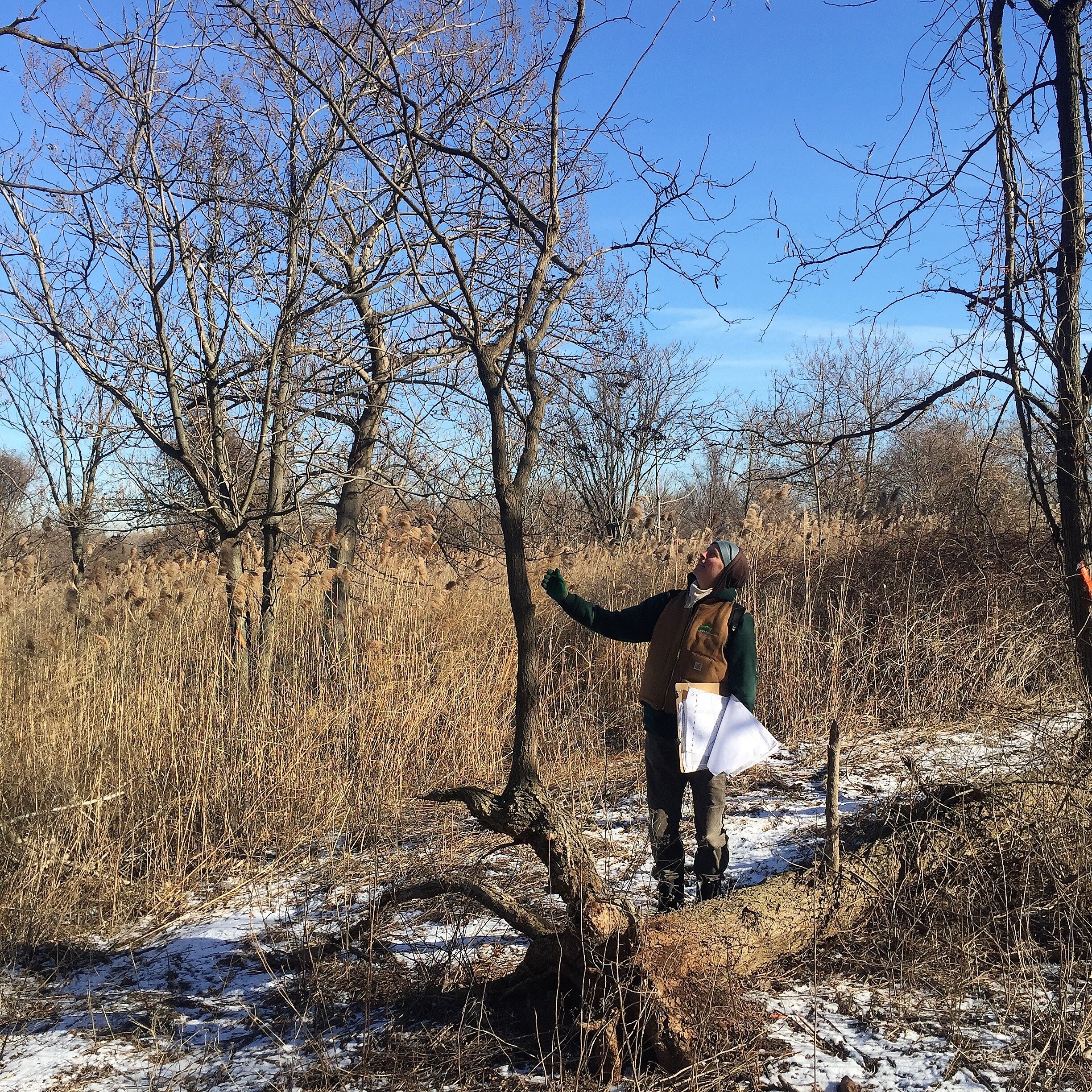 Root Sprout, fallen black locust, Fresh Kills Landfill. Cant keep a good tree down