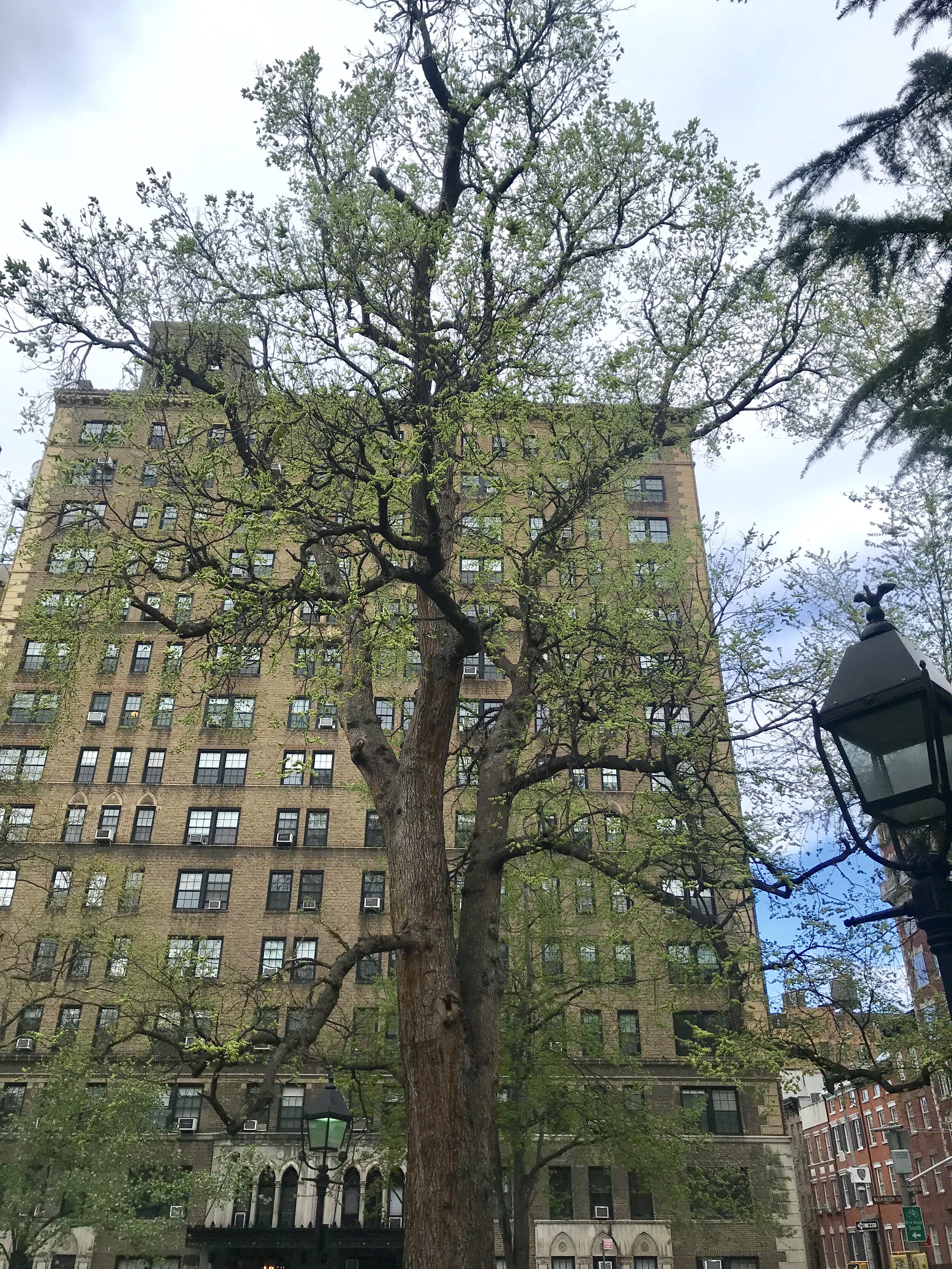 Hangmans Elm, Washington Square Park