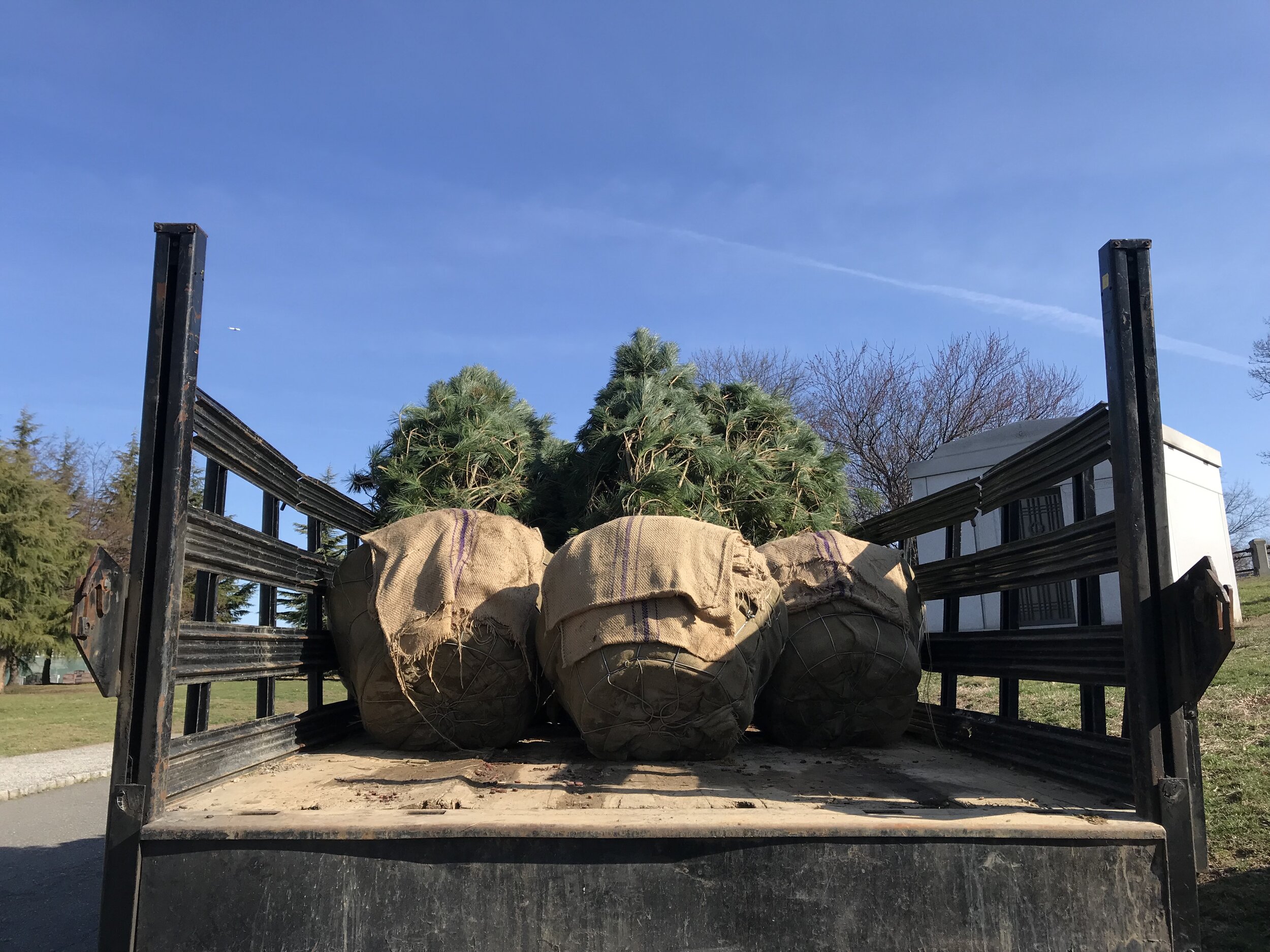 Beginning to plant a pinetum at Evergreens