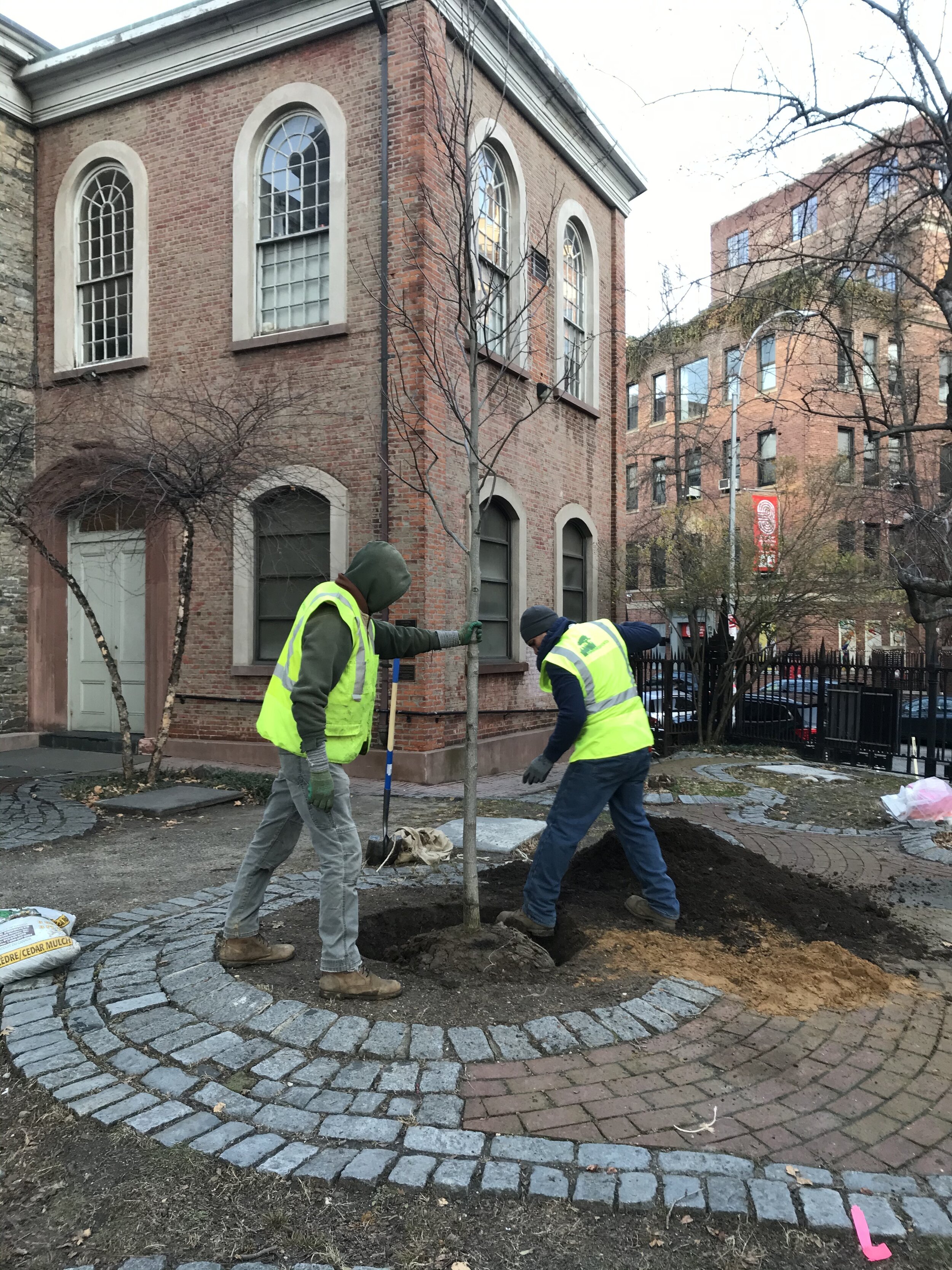 Planting a memorial tulip tree at St Marks Church in the Bowery