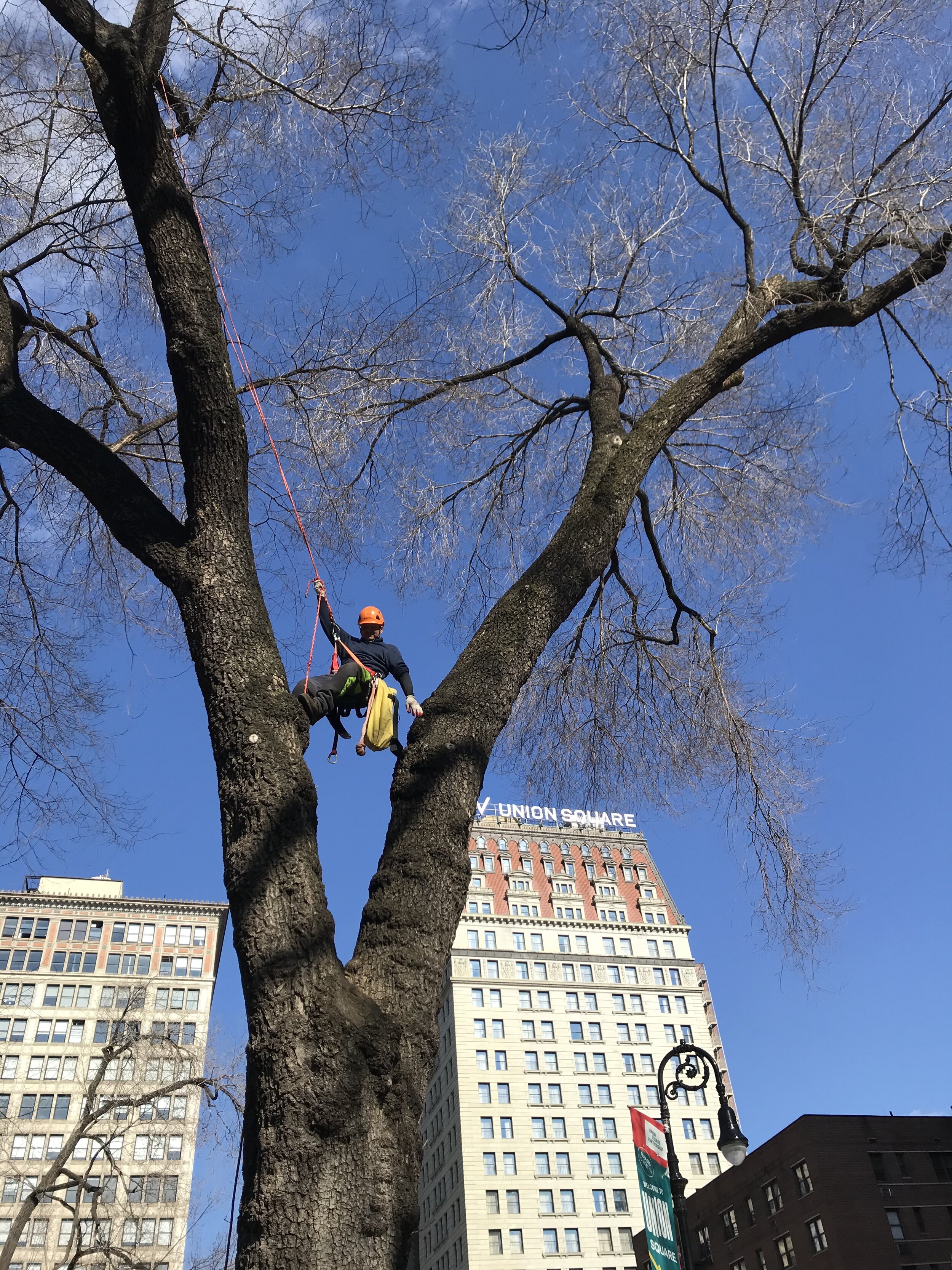 Tree Risk Assessment at Union Square Park