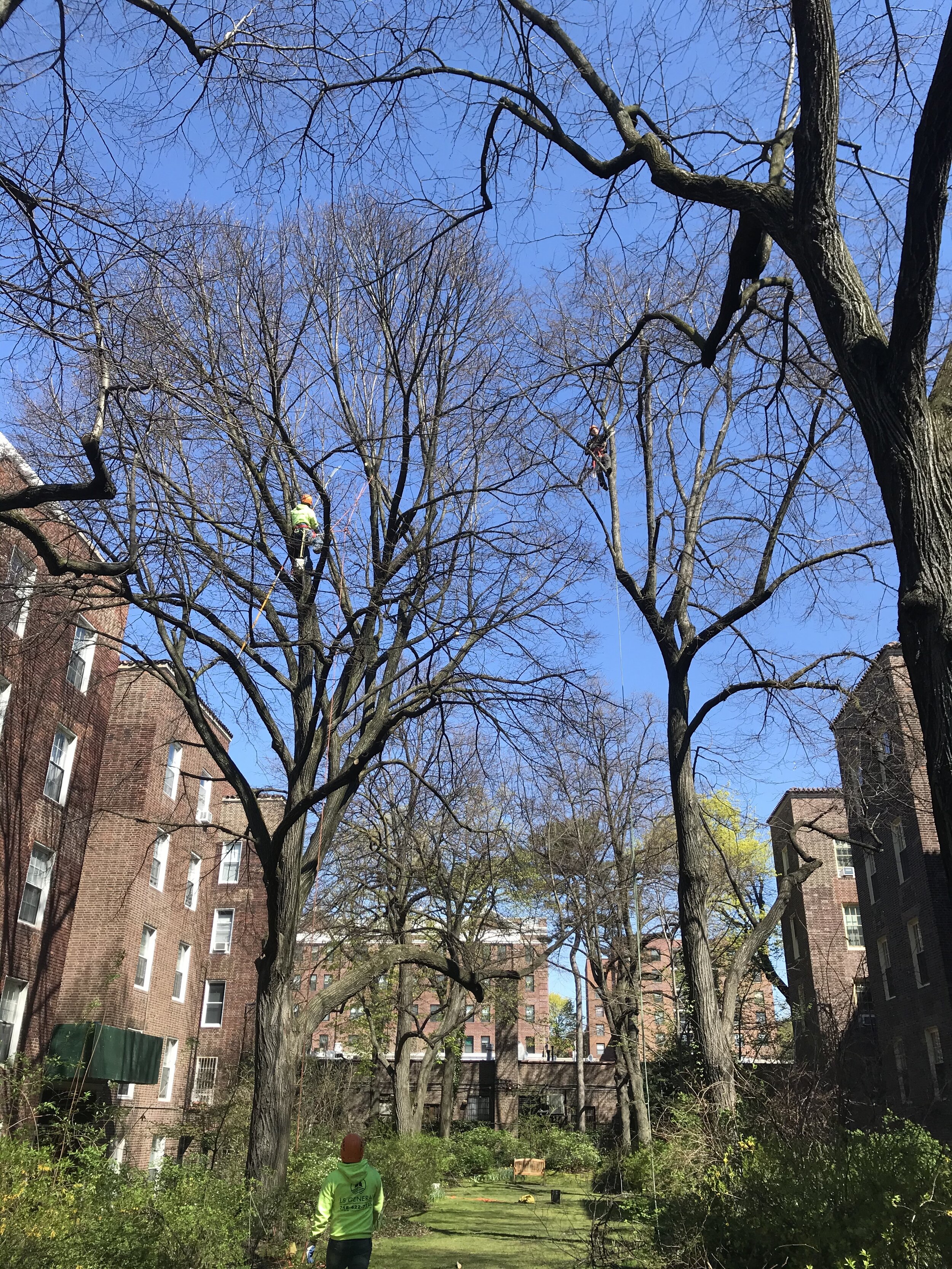 Pruning at Linden Court