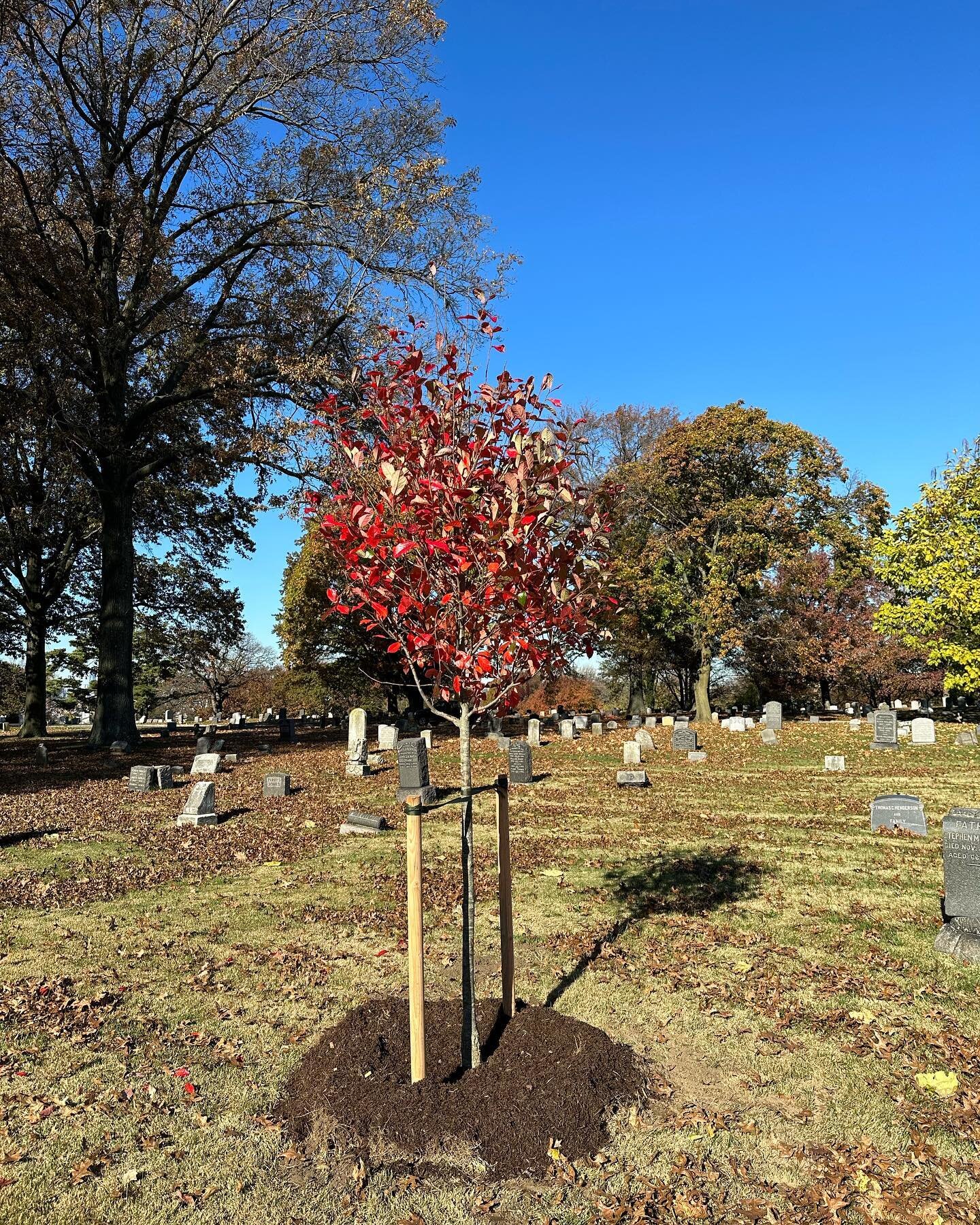 Beautiful fall day to plant @theevergreenscemetery