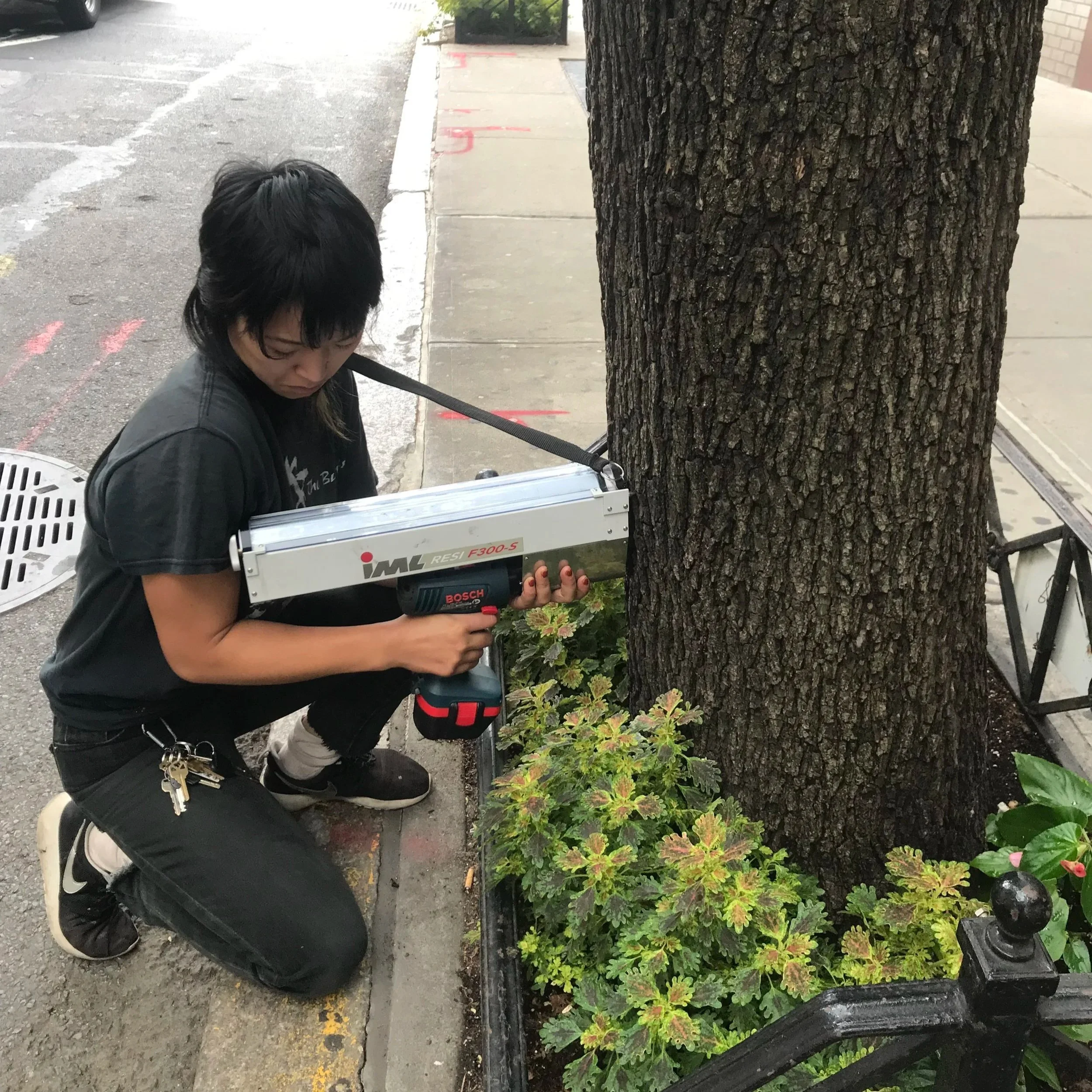 Kim performing a Reistograph test on a Callery Pear.jpg