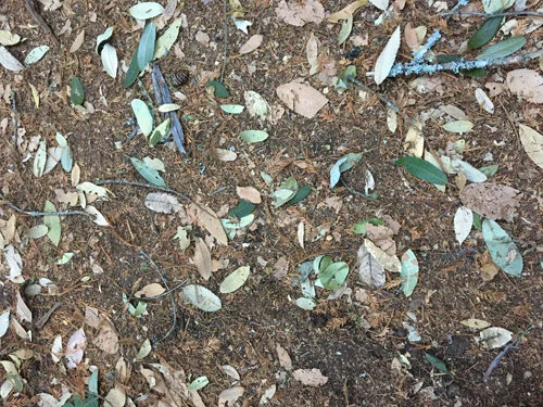 The Story Within A Story