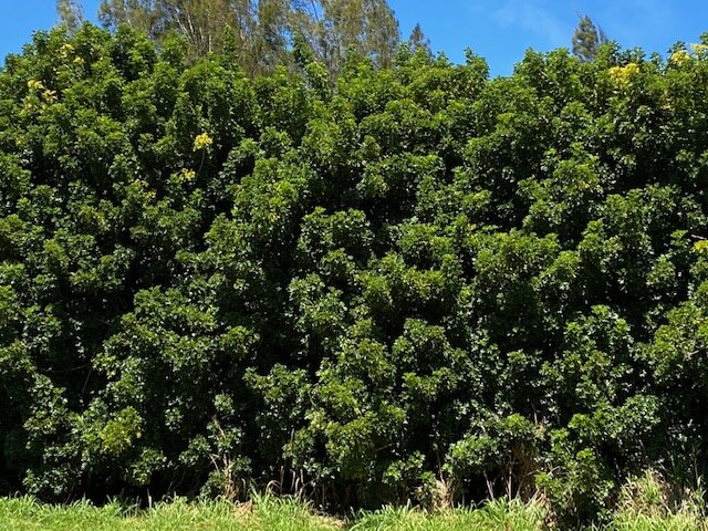 How Shall We Dance, Life?