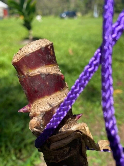 Cutting Back a Plant 