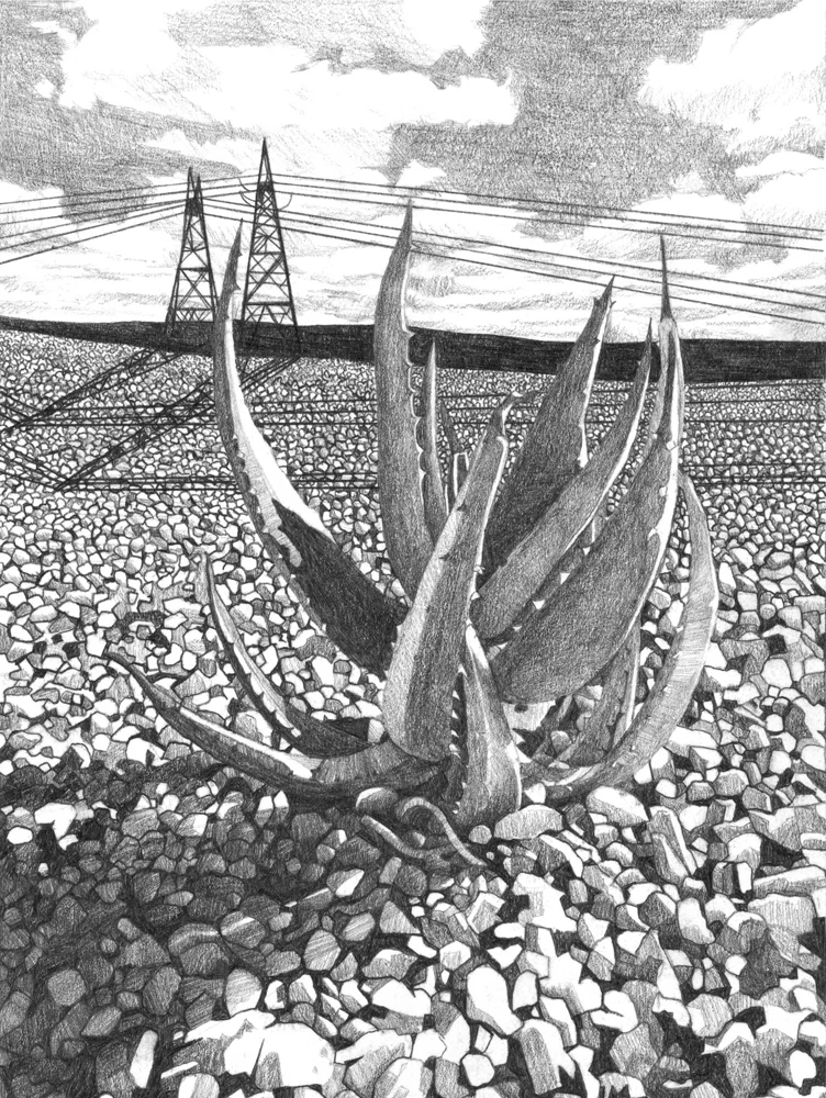 Agave Vilmoriniana