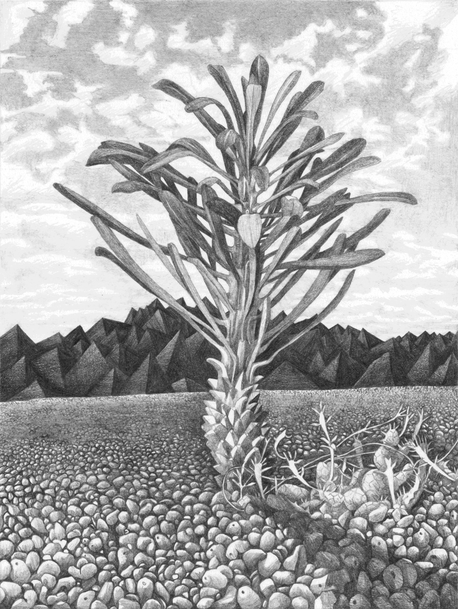 Monadenium & Euphorbia