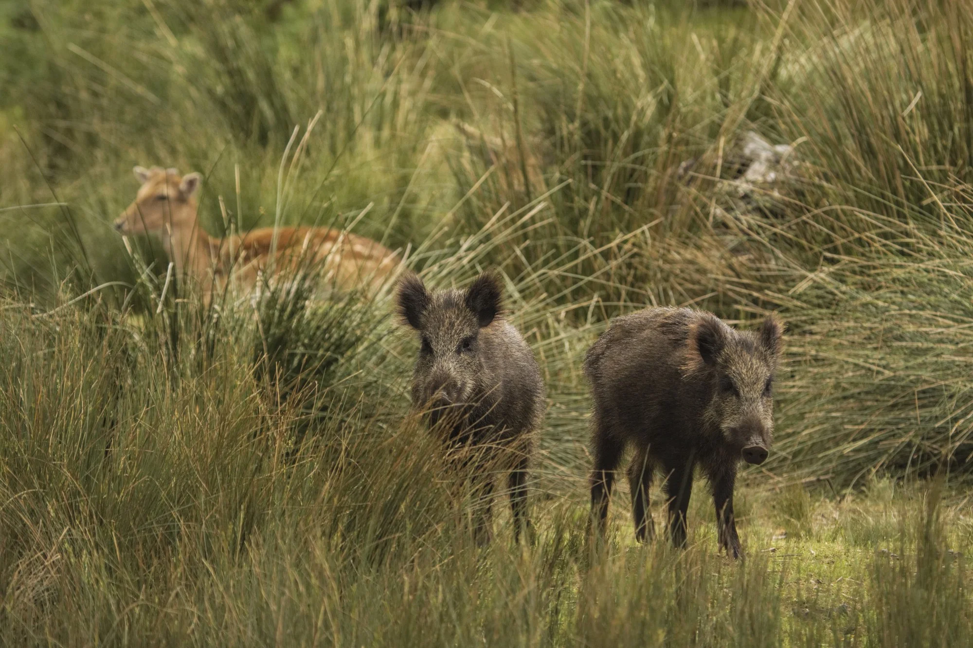Art-cafe-mafra-tapada-field-trip-boar-and-deer.jpg