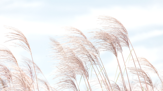 Le vent.png