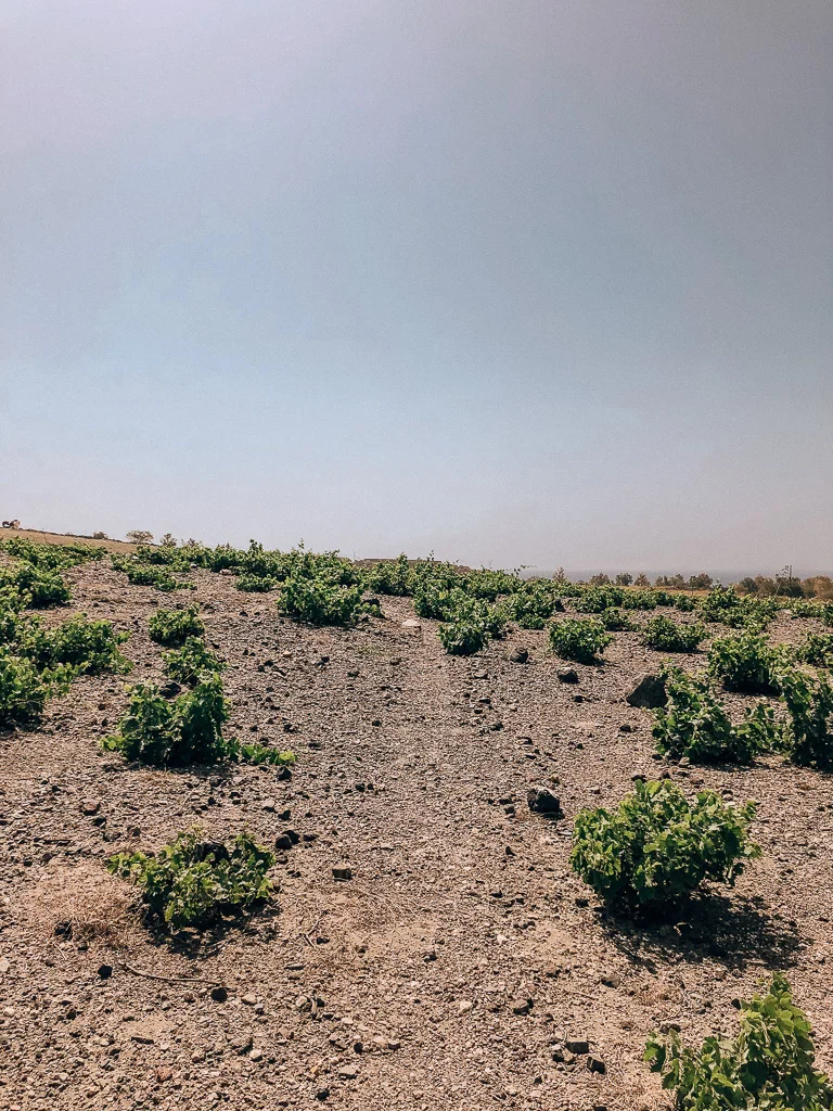 This is the "vineyard." The wine grapes grow in these baskets.