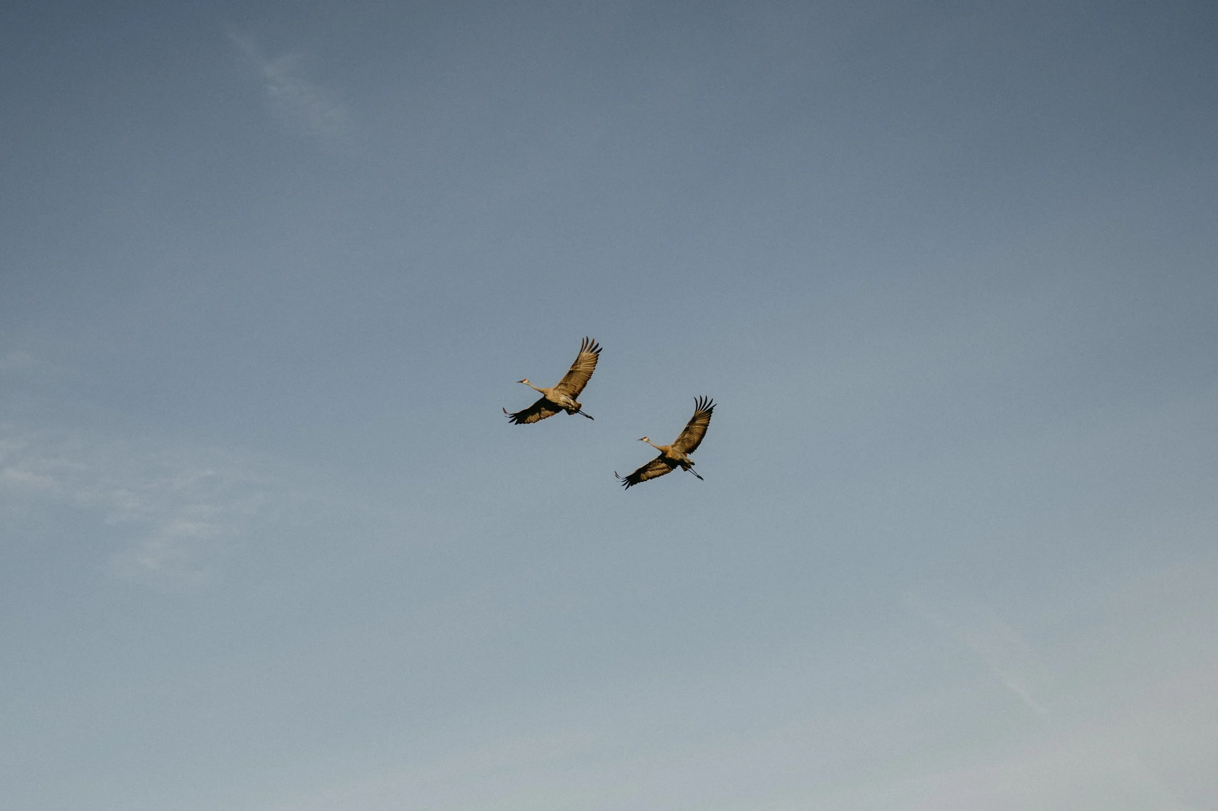 Two cranes flying over Lake Mendota in Madison, Wisconsin. Moody Madison wedding photographer. Documentary wedding photographer.