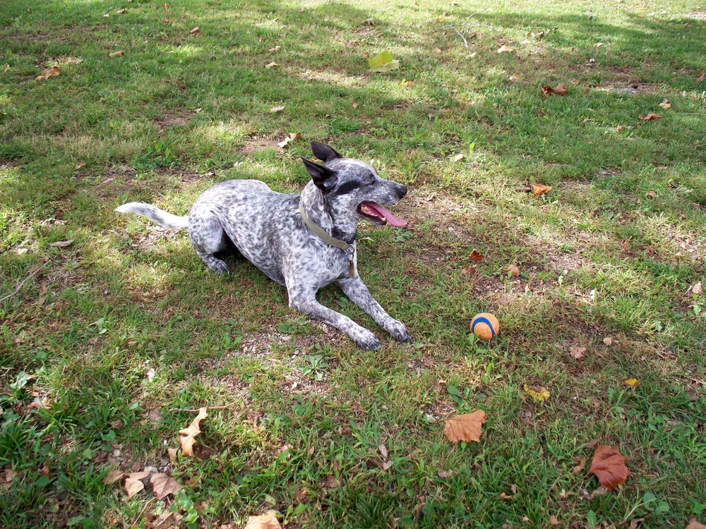 Are Blue Heelers Good Service Dogs