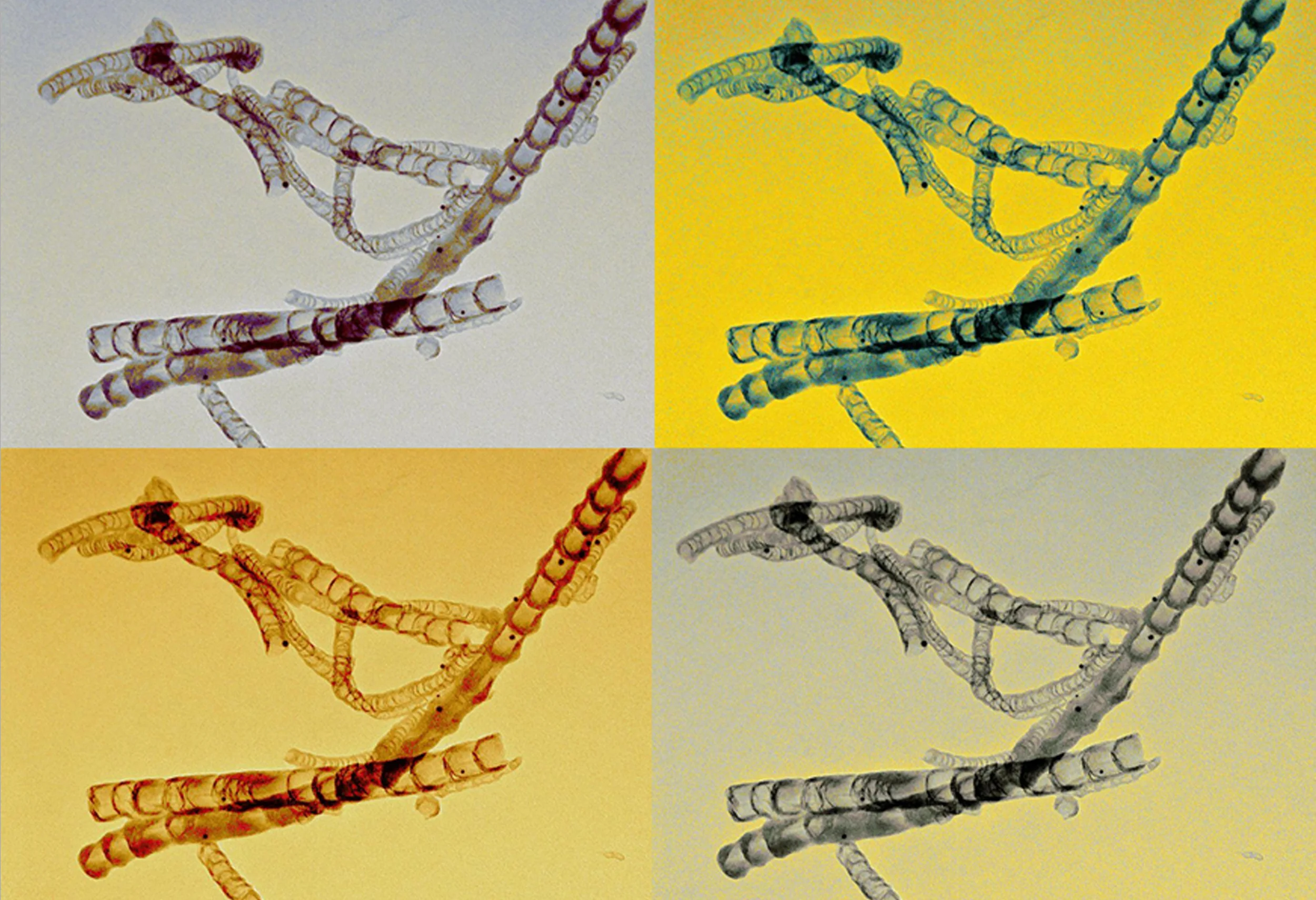 Carbon Nanotubes Image.jpg