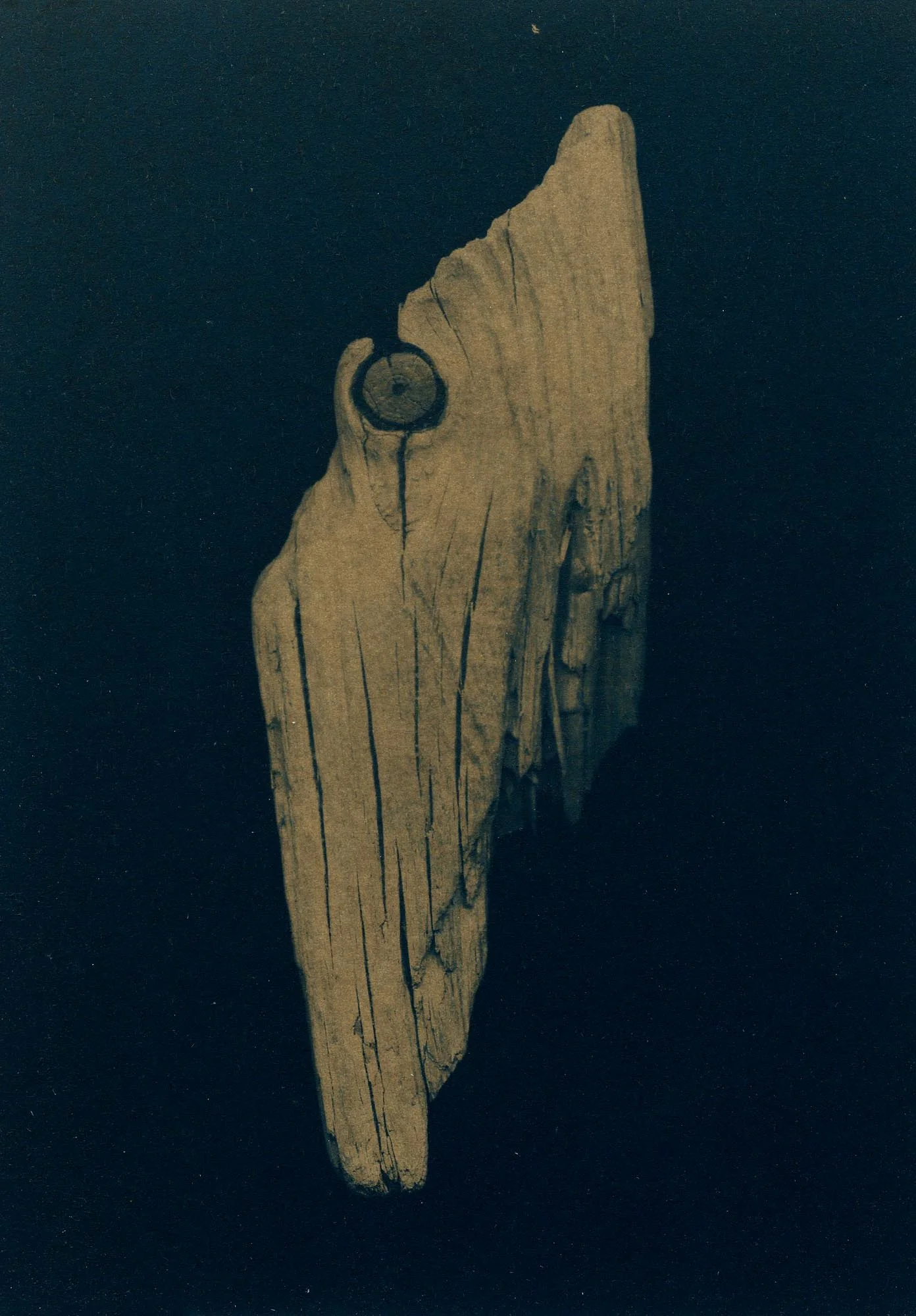 Silver Beach Driftwood 