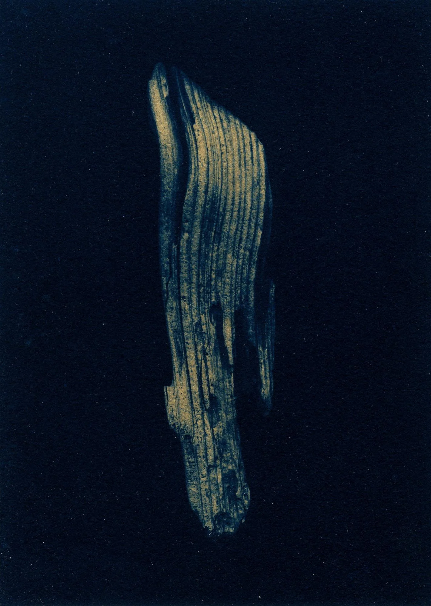 Silver Beach Driftwood