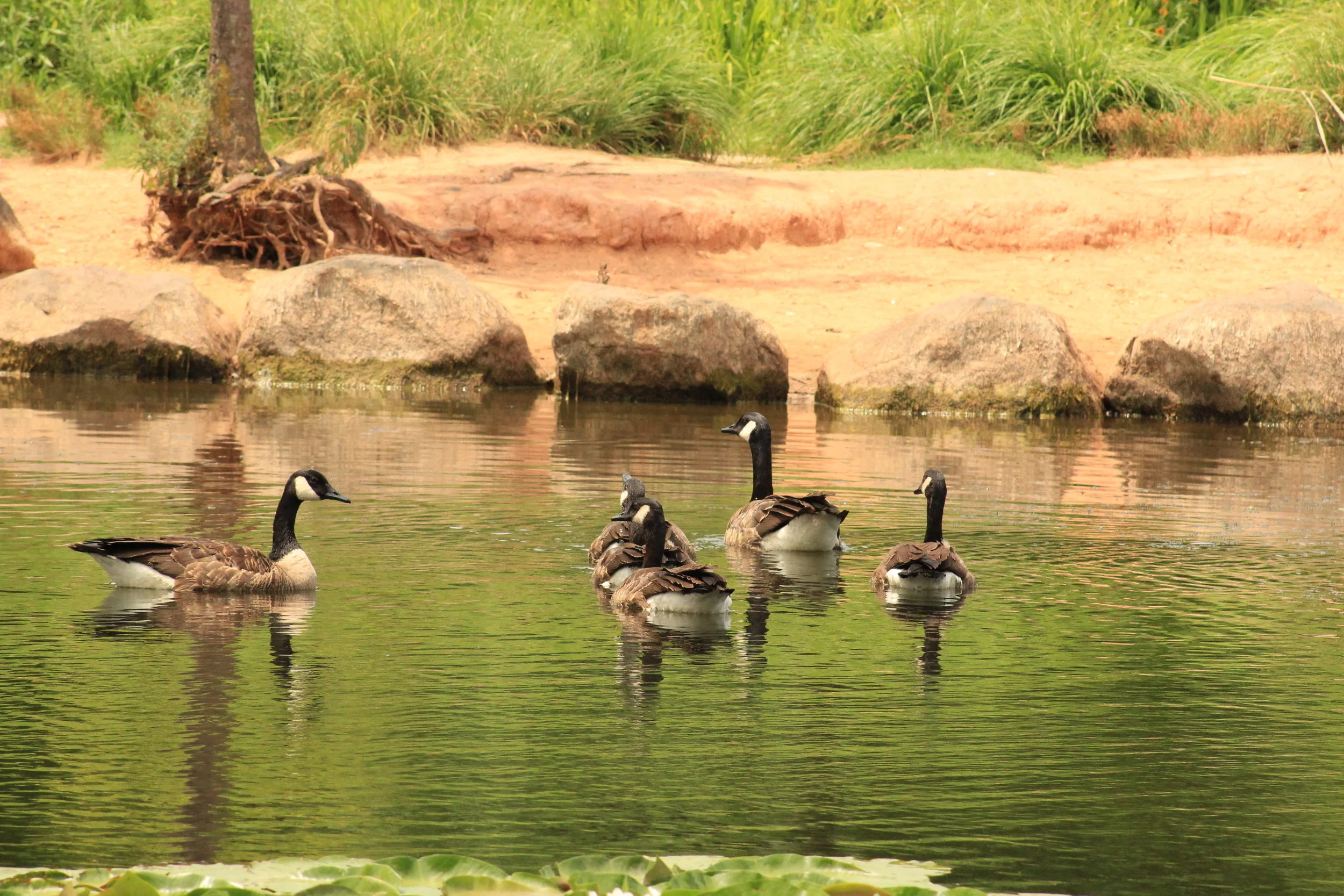 Geese.jpg
