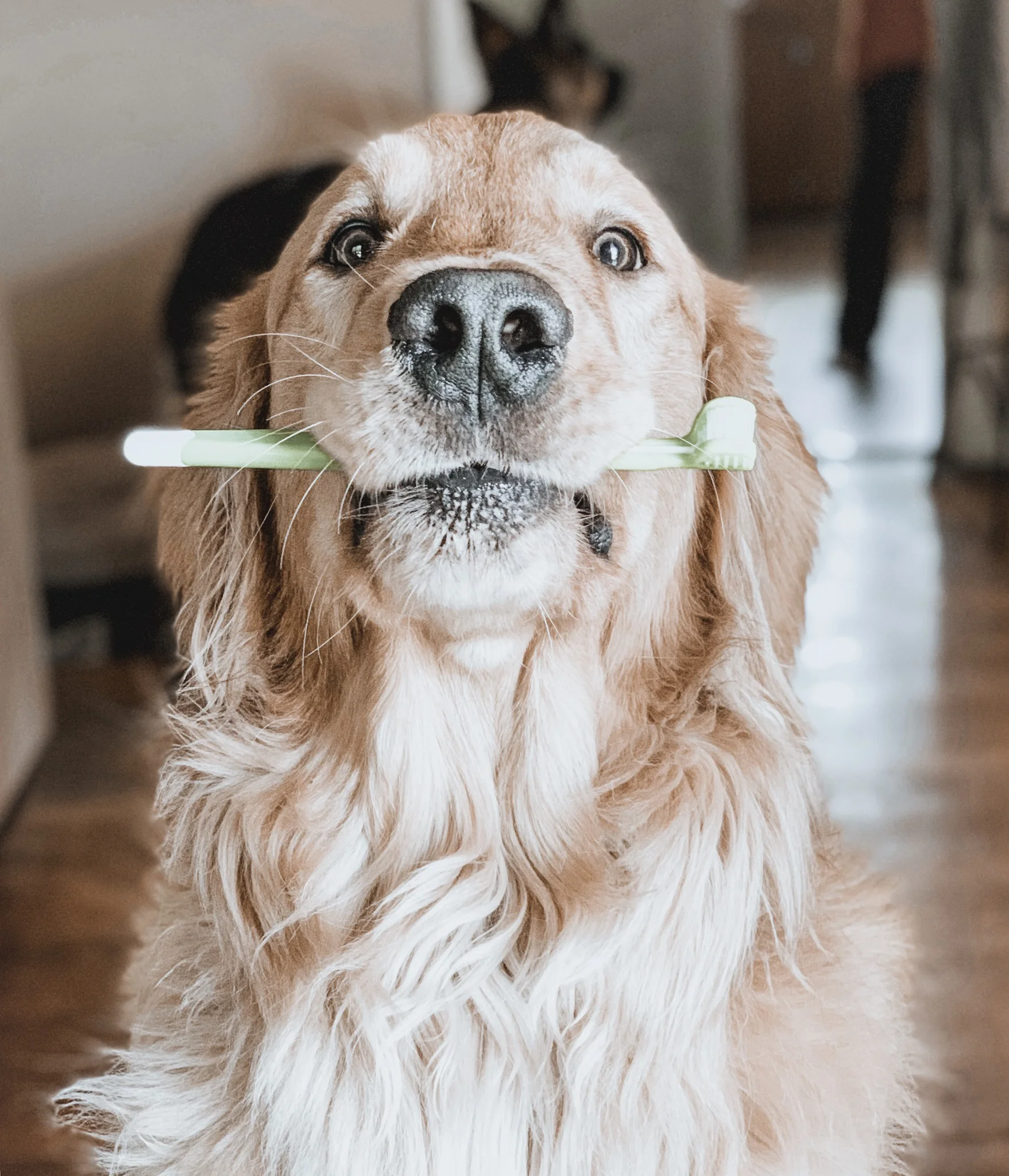 dog toothpaste near me