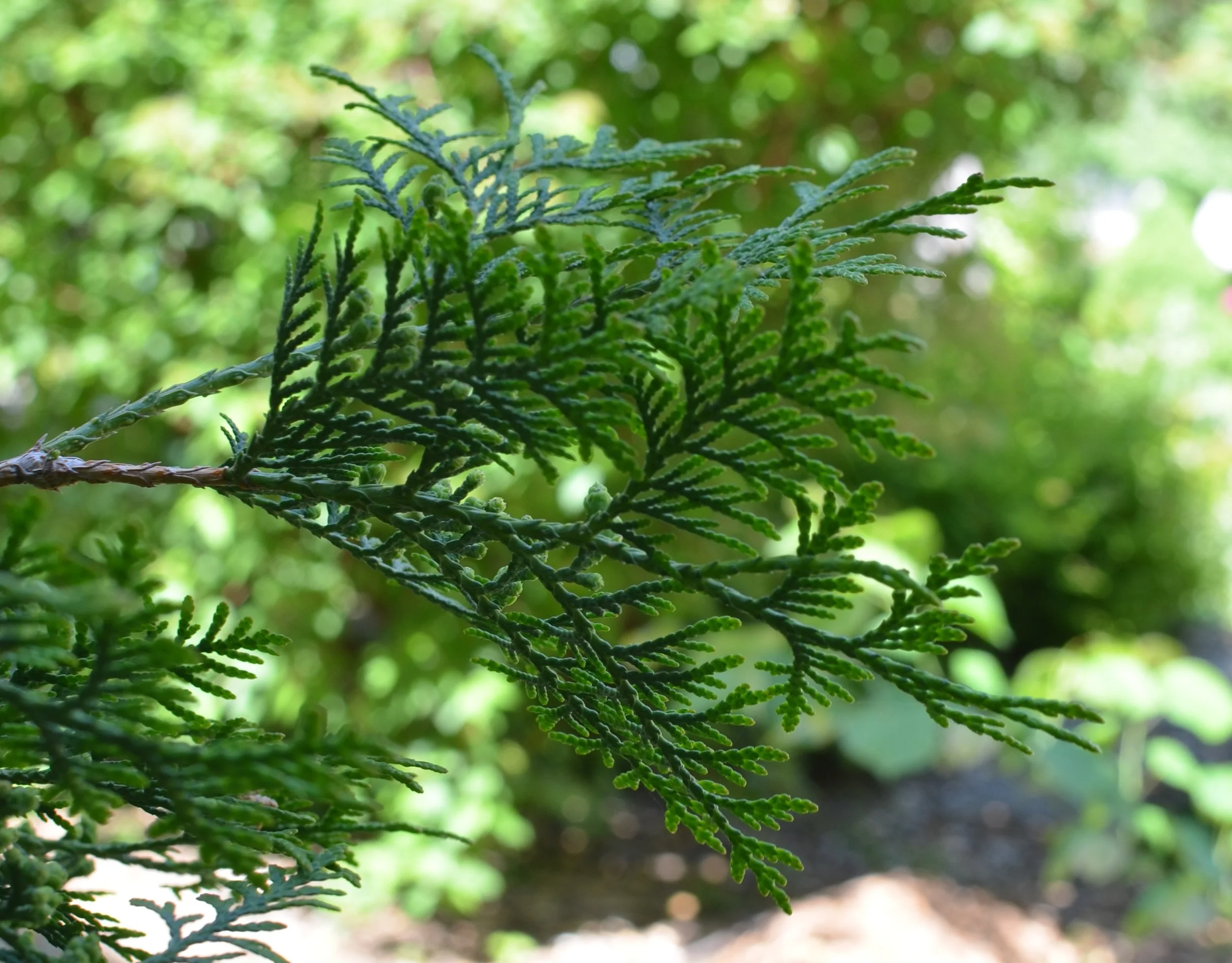 Cedar branch.jpg